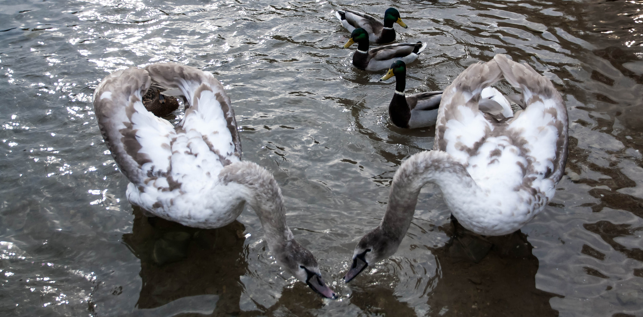 Canon EOS 1000D (EOS Digital Rebel XS / EOS Kiss F) sample photo. Young gray swan on a blue lake photography
