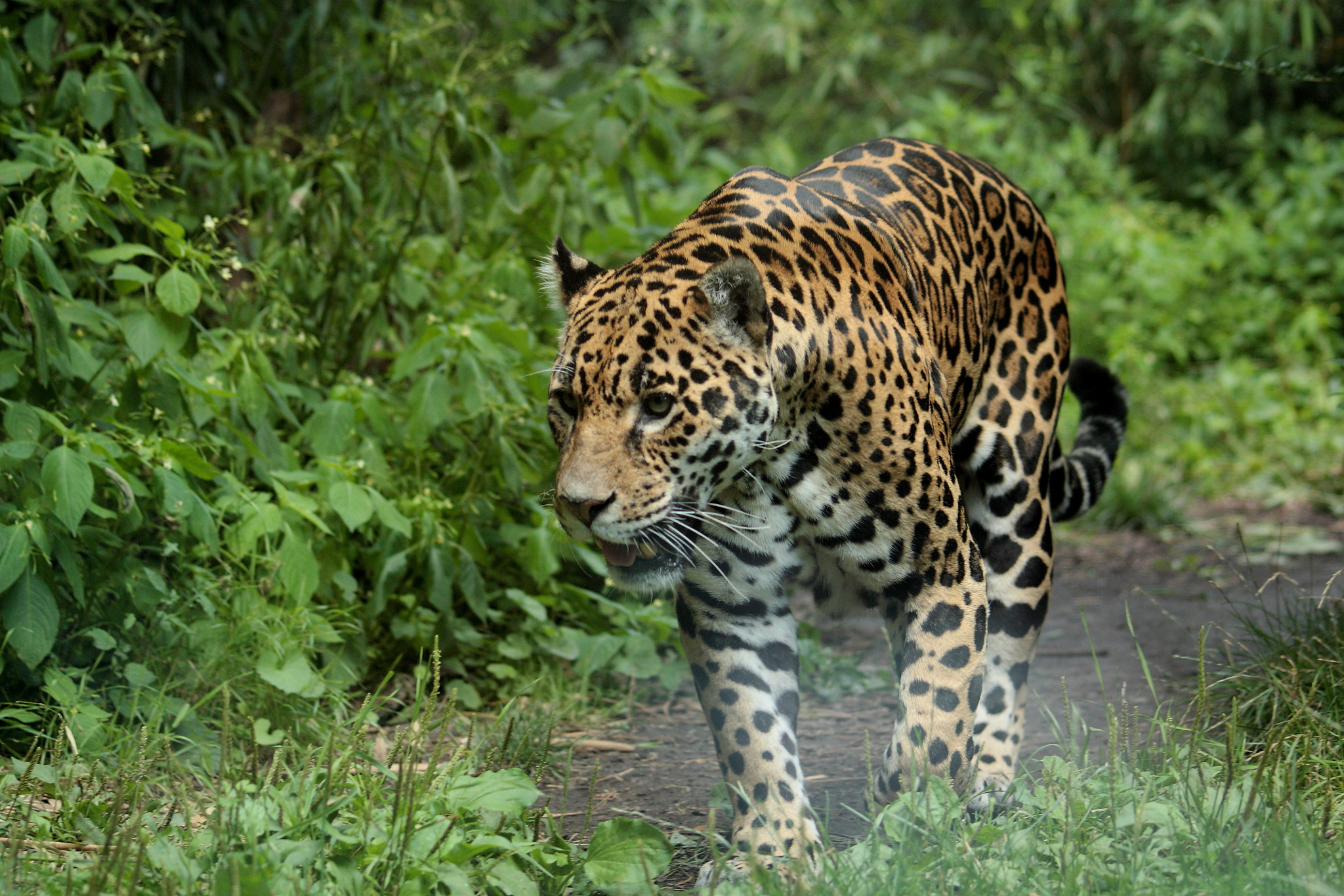 Sigma 70-300mm F4-5.6 APO DG Macro sample photo. Leopard photography