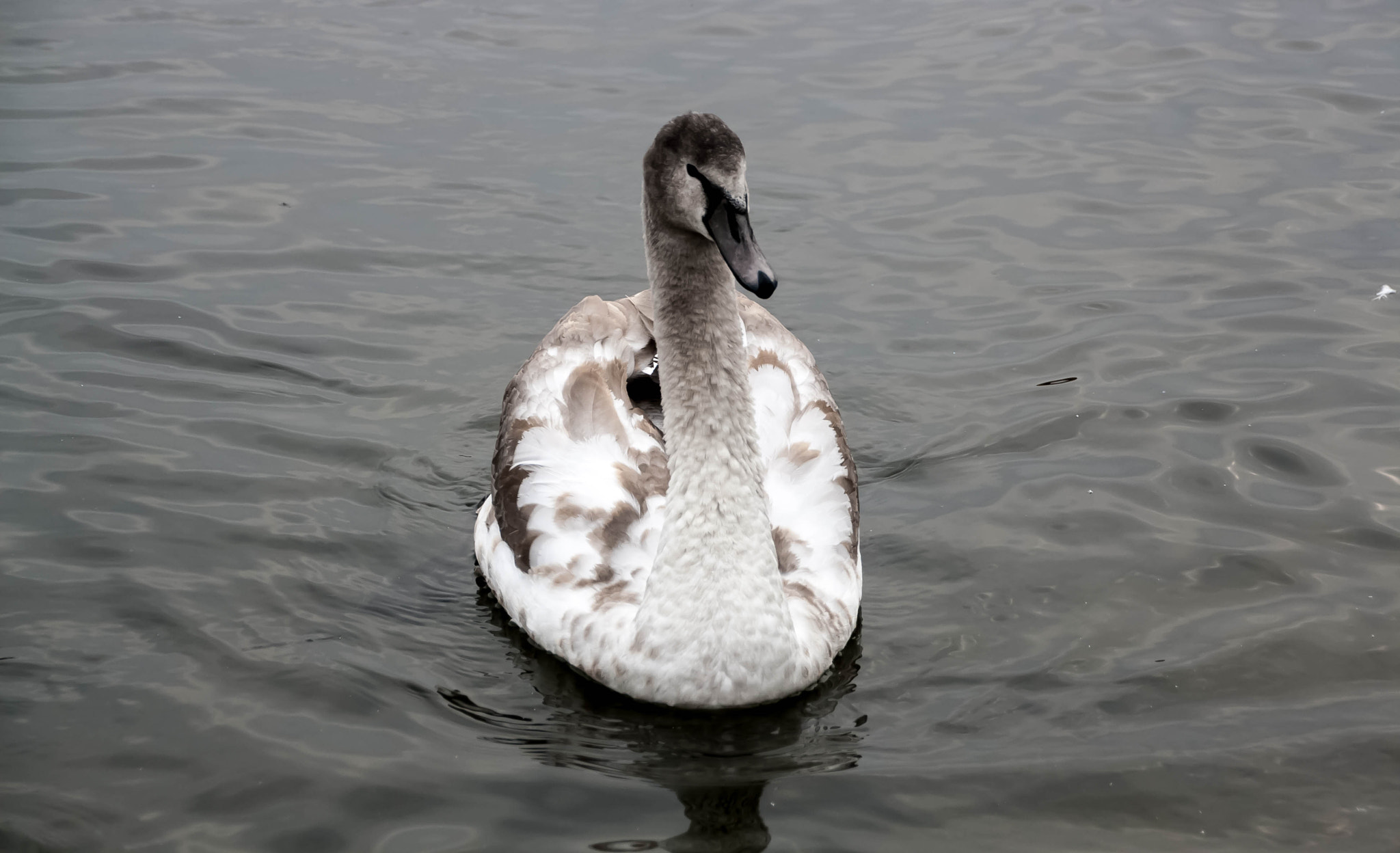 Canon EOS 1000D (EOS Digital Rebel XS / EOS Kiss F) sample photo. Young gray swan on a blue lake photography