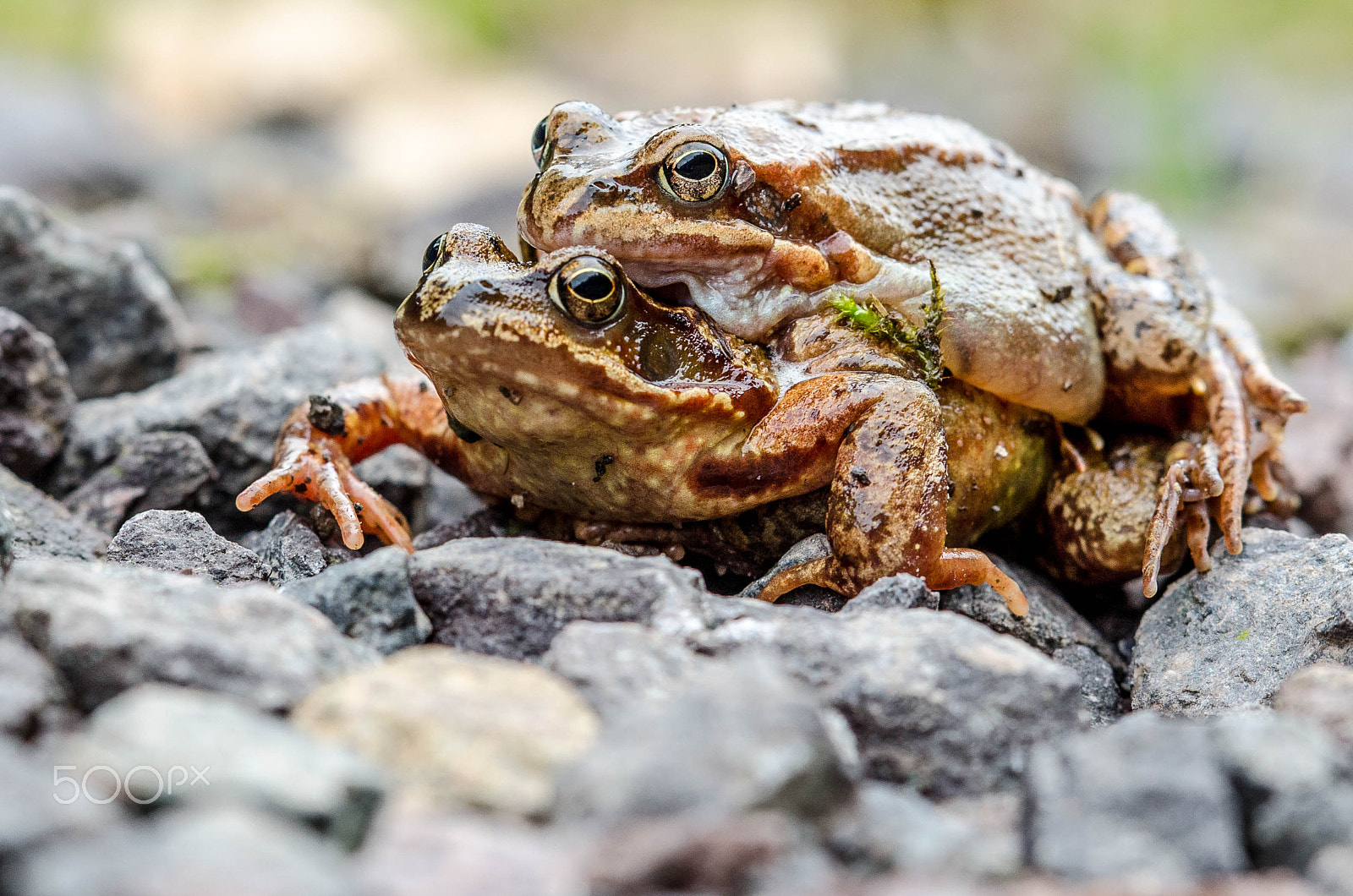 Nikon D7000 + Sigma 50-150mm F2.8 EX APO DC OS HSM sample photo. Frühlingsgefühle #1 photography