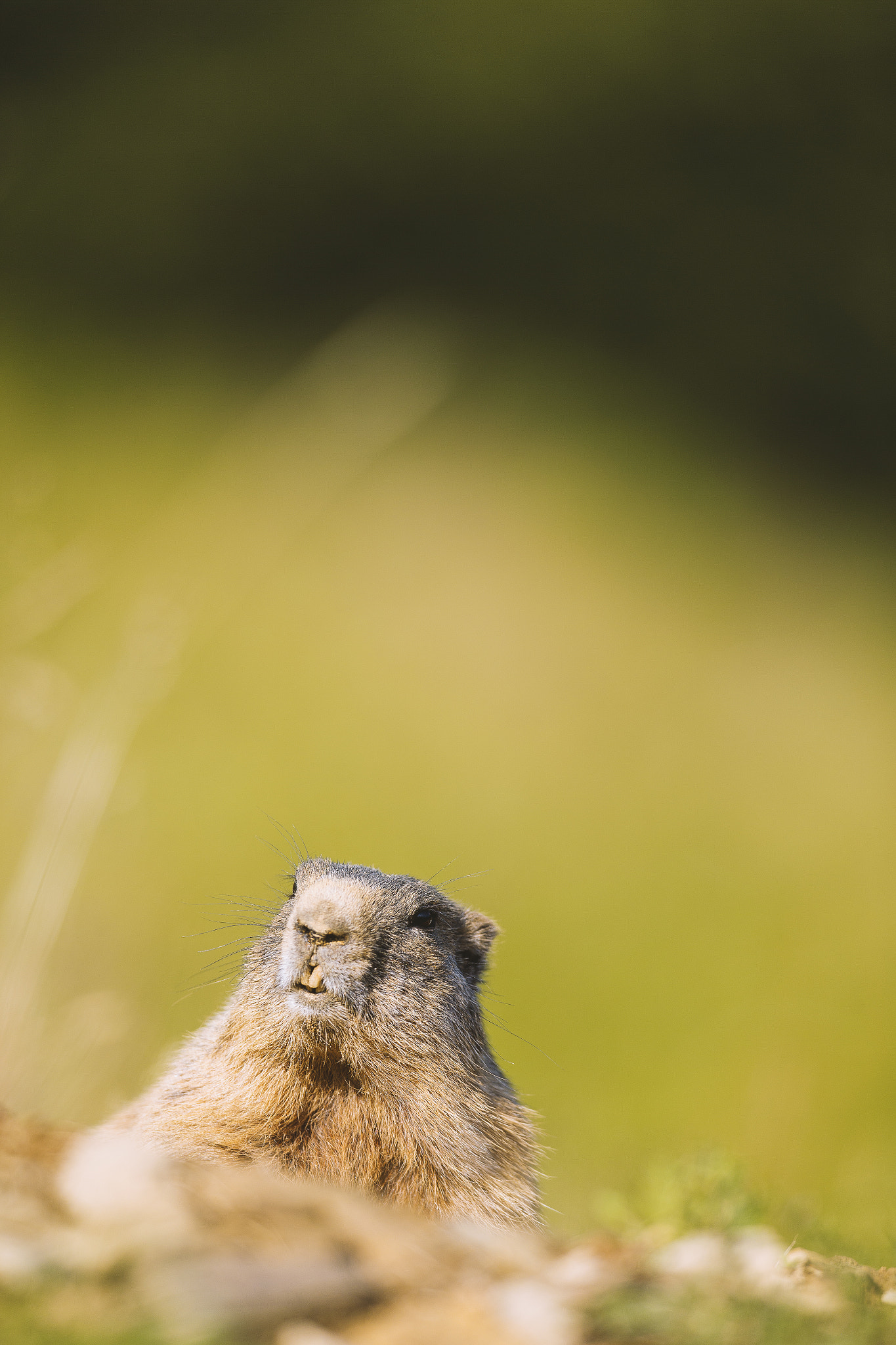Canon EF 400mm F2.8L IS USM sample photo. Marmot photography
