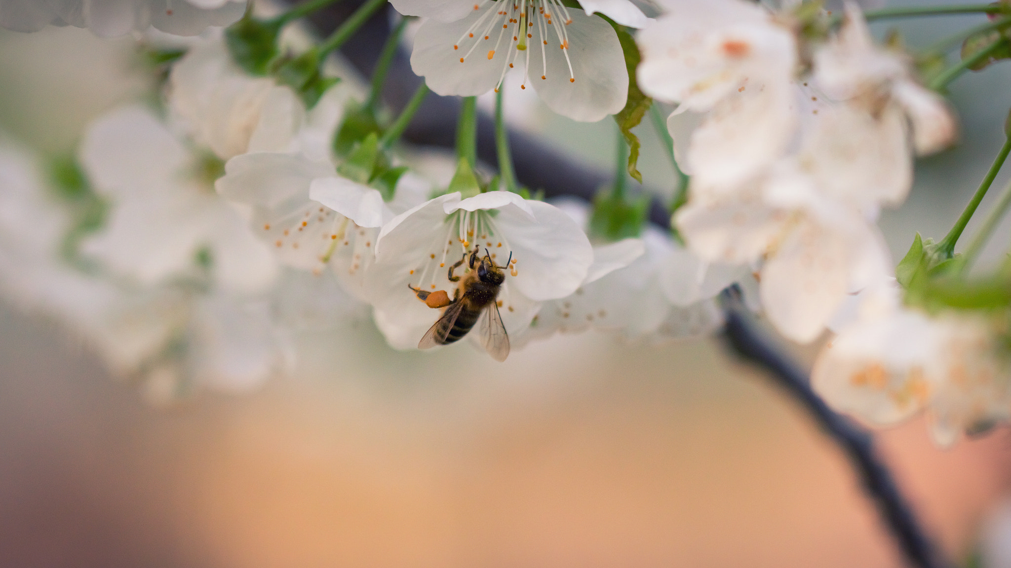 Canon EOS 750D (EOS Rebel T6i / EOS Kiss X8i) + Canon EF 100mm F2.8L Macro IS USM sample photo. Bee photography