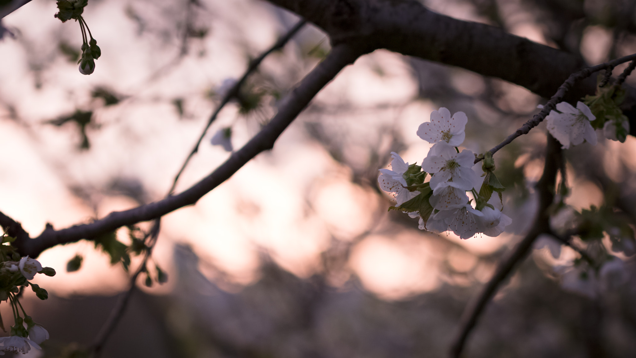 Canon EOS 750D (EOS Rebel T6i / EOS Kiss X8i) + Canon EF 100mm F2.8L Macro IS USM sample photo. Cherry tree photography