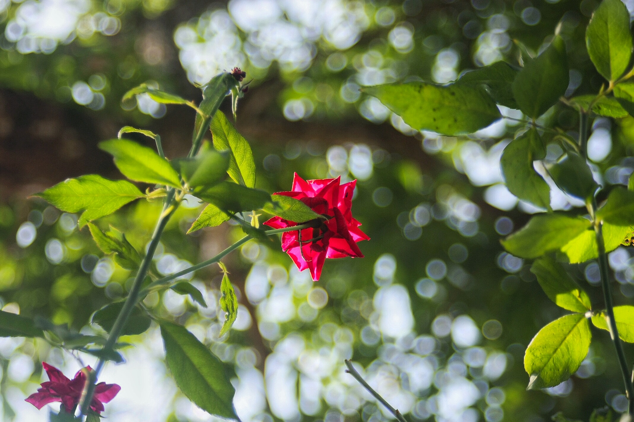 Canon EF 35-70mm f/3.5-4.5 sample photo. Red rose photography