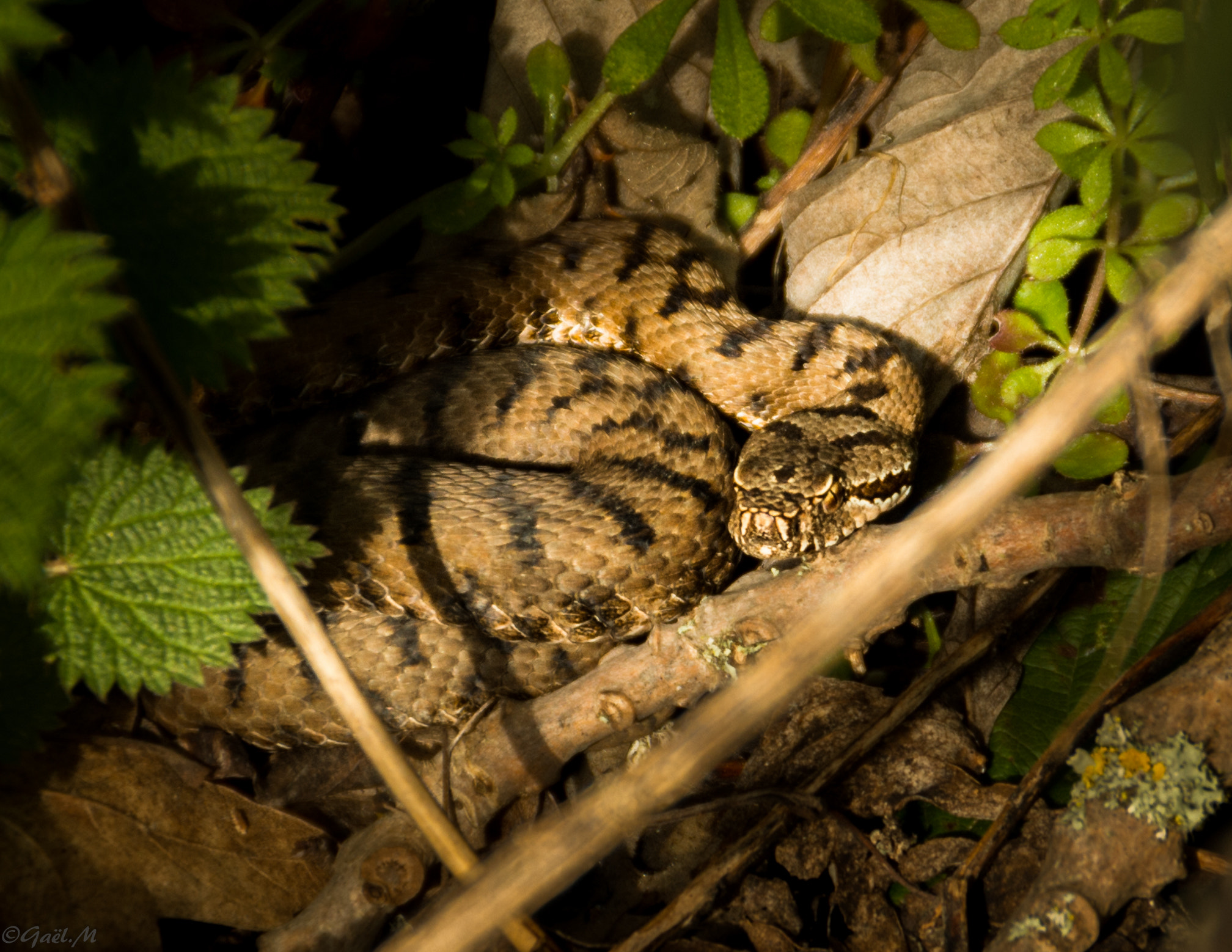 Pentax K-5 IIs sample photo. Vipera aspis photography
