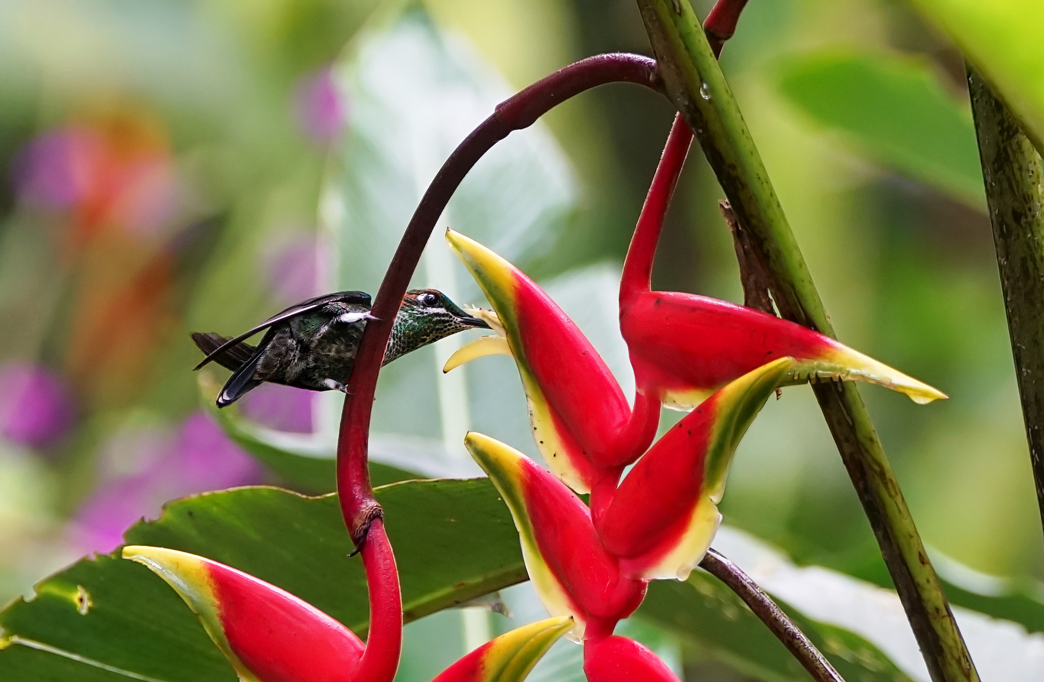 Sony 70-400mm F4-5.6 G SSM II sample photo. Colibrisaltodeltoro photography