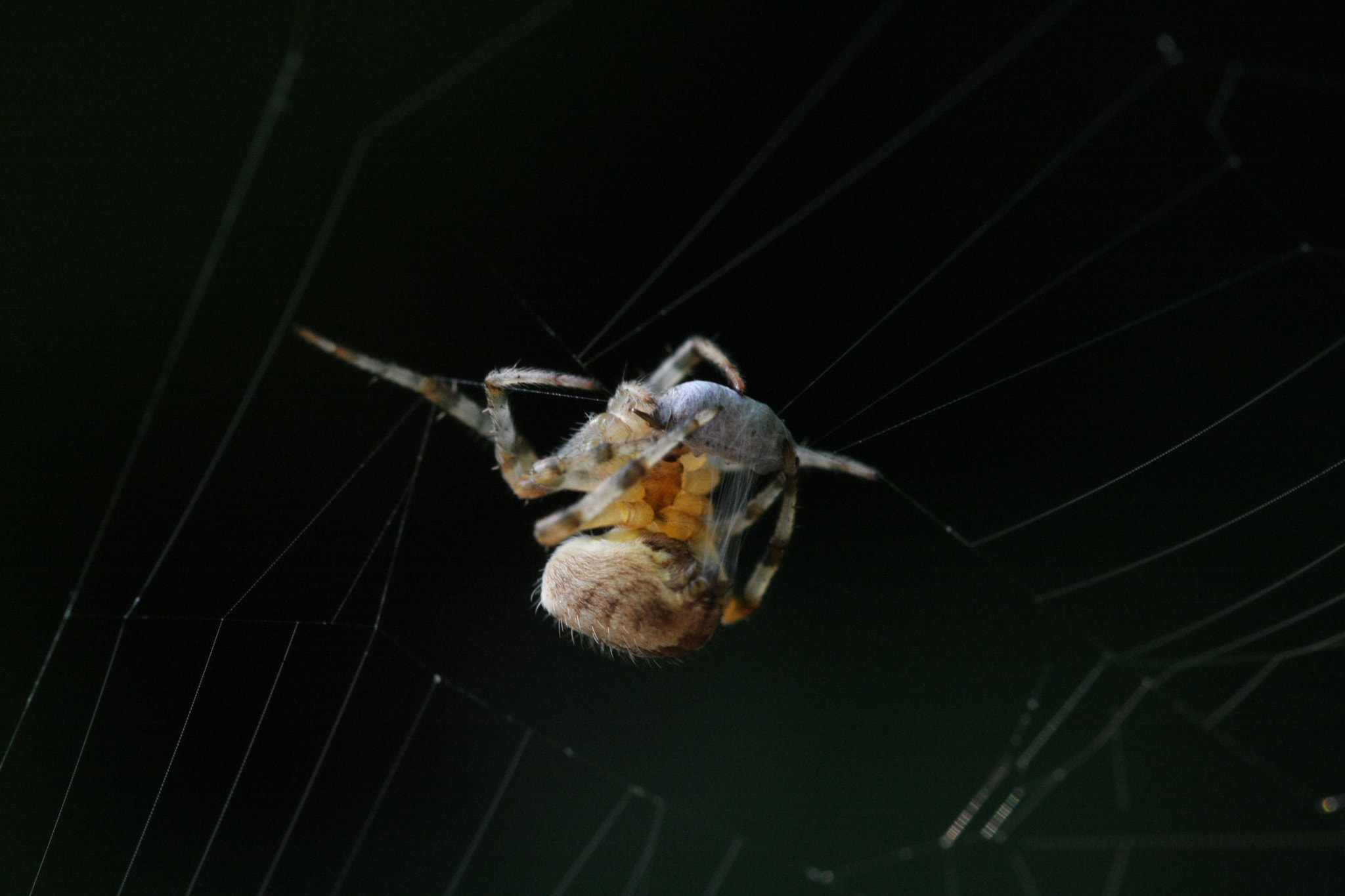 Sigma 105mm F2.8 EX DG OS HSM sample photo. Spider wrapping prey in silk photography