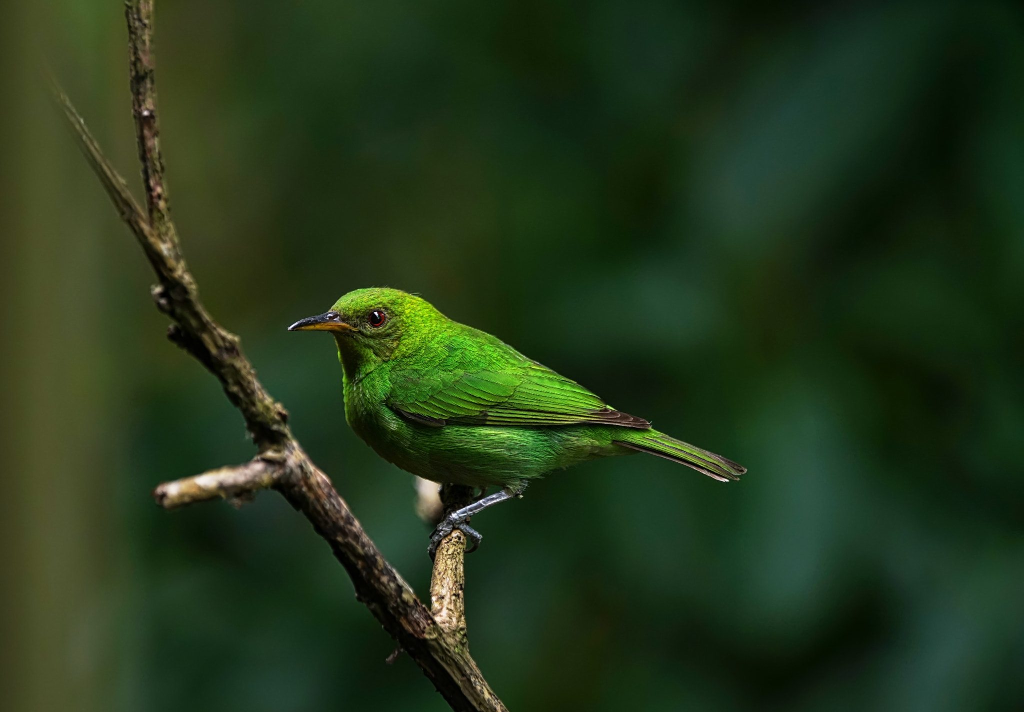 Sony 70-400mm F4-5.6 G SSM II sample photo. Quetzalverde photography