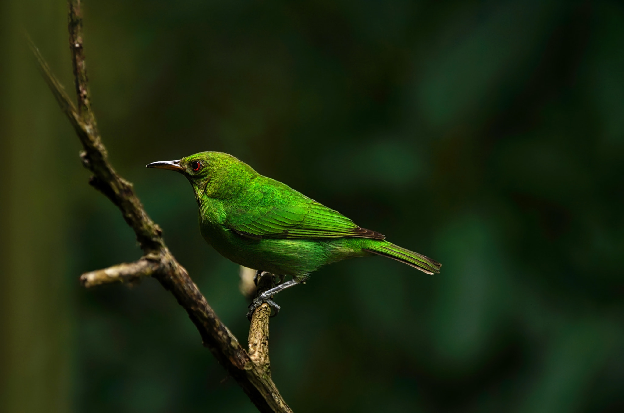 Sony 70-400mm F4-5.6 G SSM II sample photo. Quetzalverde photography