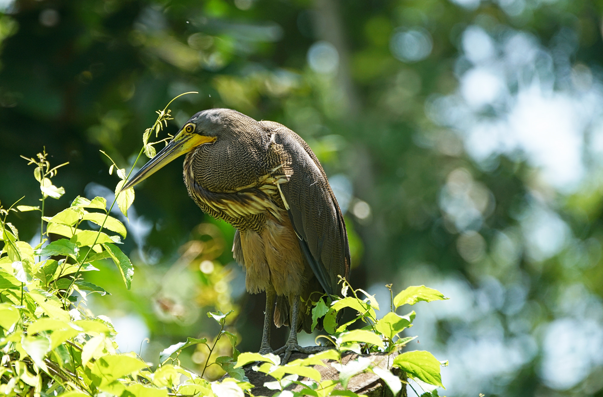 Sony 70-400mm F4-5.6 G SSM II sample photo. Garzatigre photography