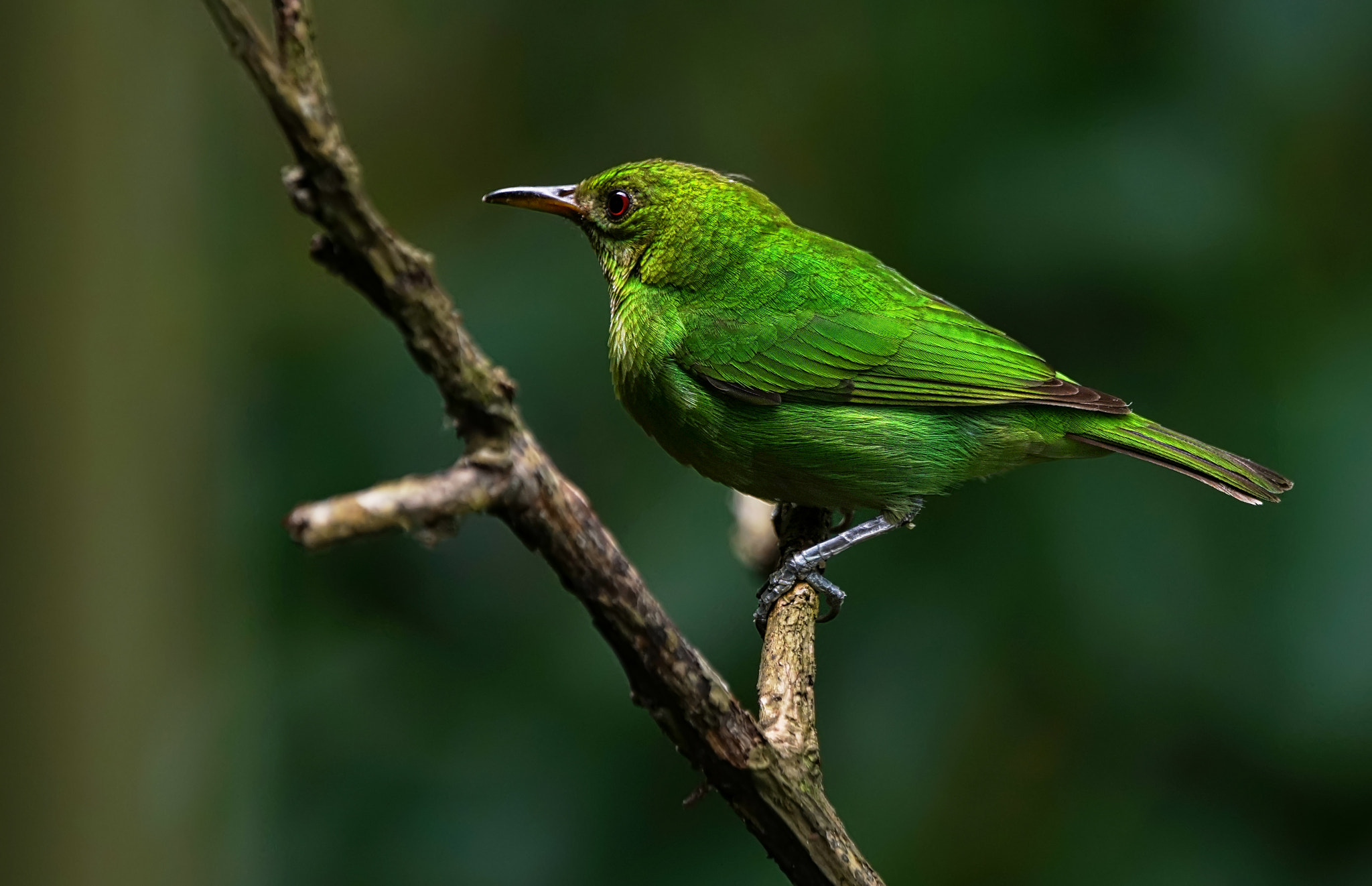 Sony 70-400mm F4-5.6 G SSM II sample photo. Quetzalverde photography