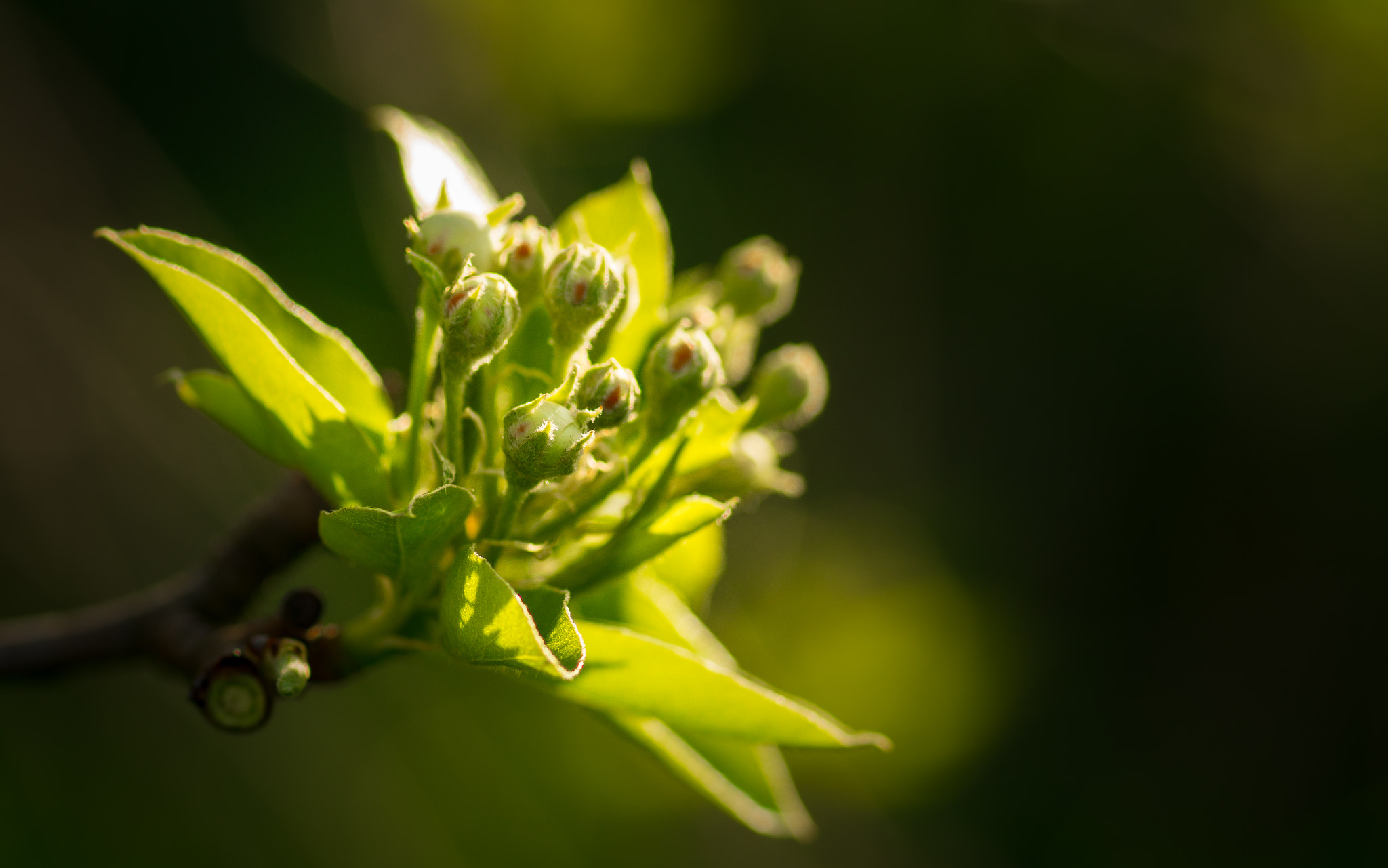 Sony SLT-A58 + Minolta AF 100mm F2.8 Macro [New] sample photo. Bloom photography