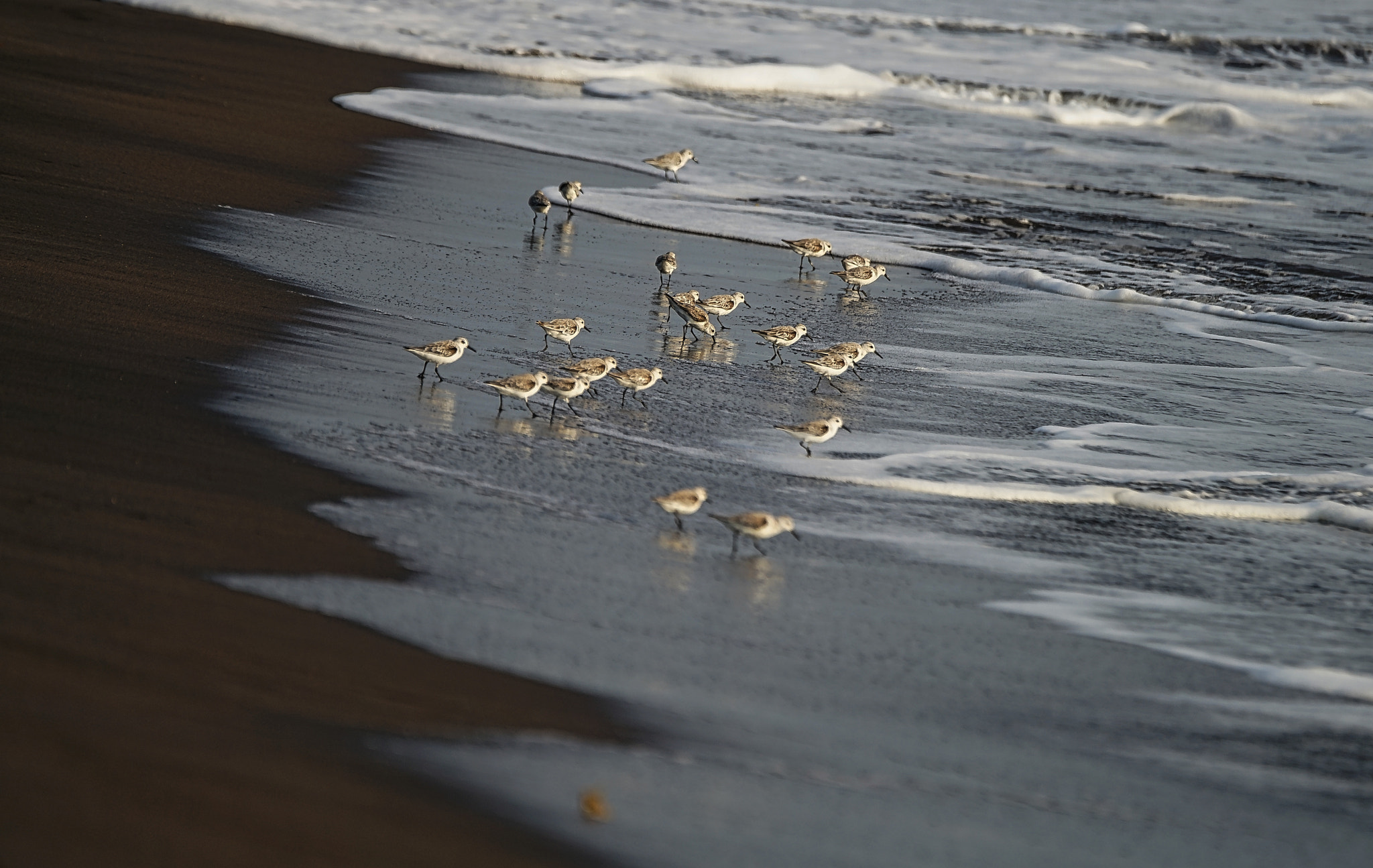 Sony 70-400mm F4-5.6 G SSM II sample photo. Gaviotas almondcorals photography
