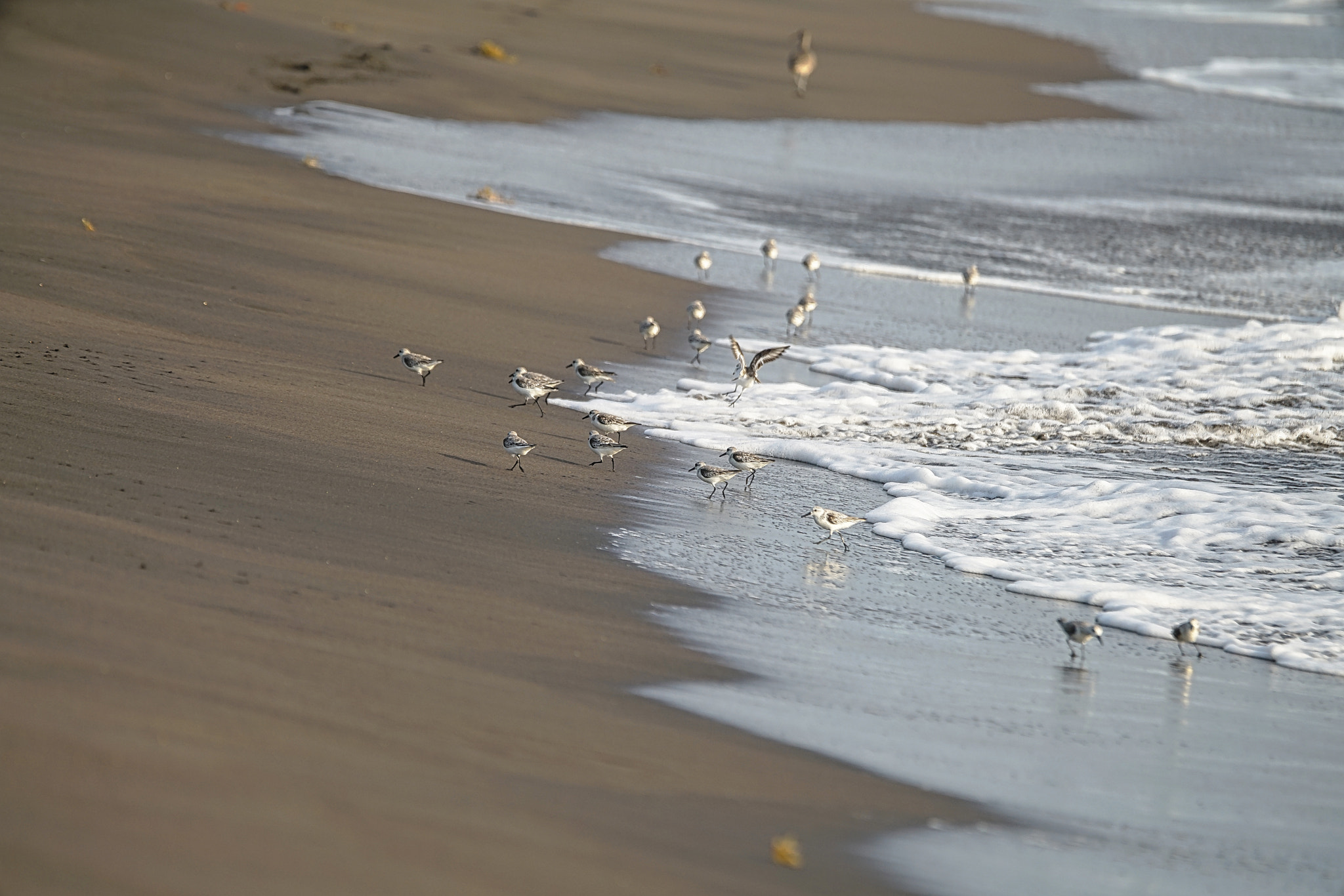 Sony 70-400mm F4-5.6 G SSM II sample photo. Gaviotas almondcorals photography