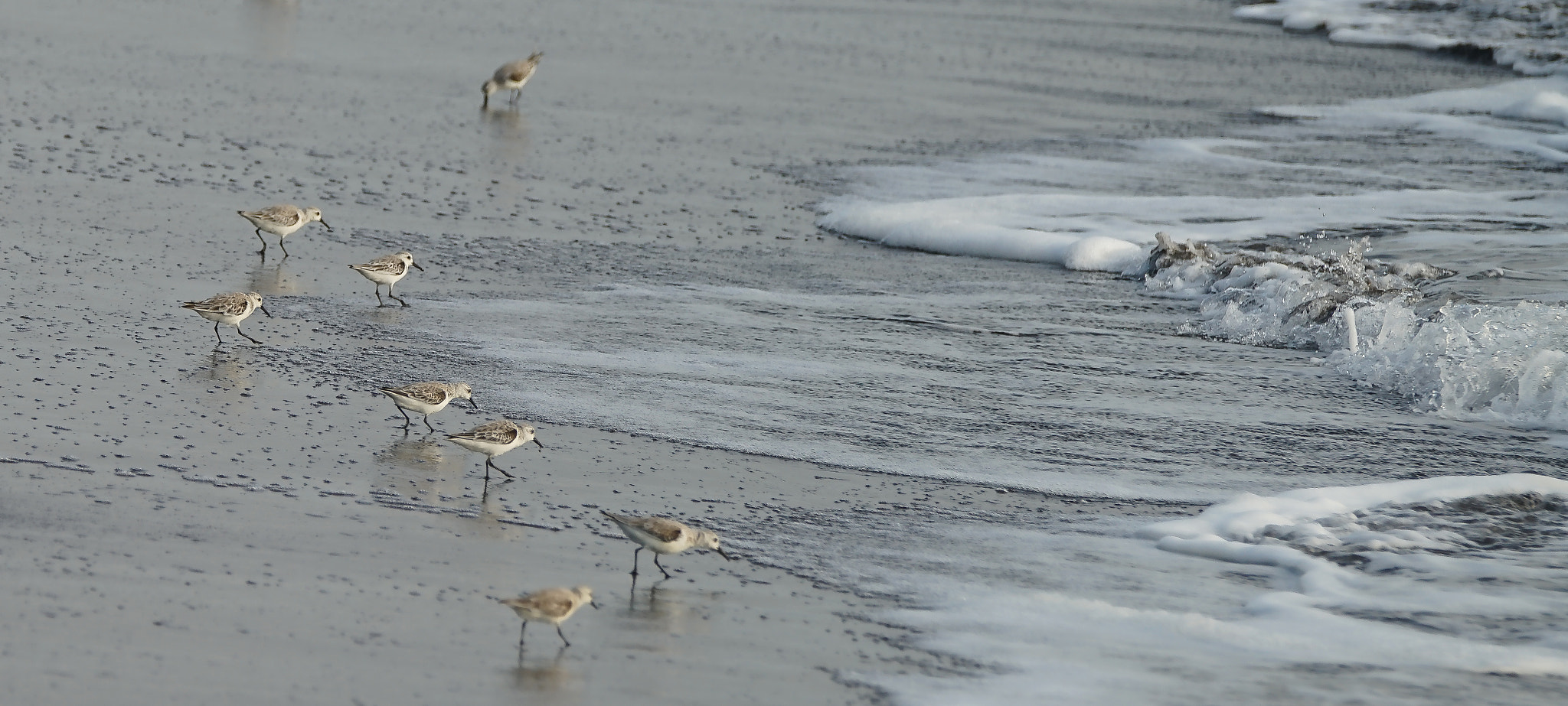 Sony 70-400mm F4-5.6 G SSM II sample photo. Gaviotas almondcorals photography