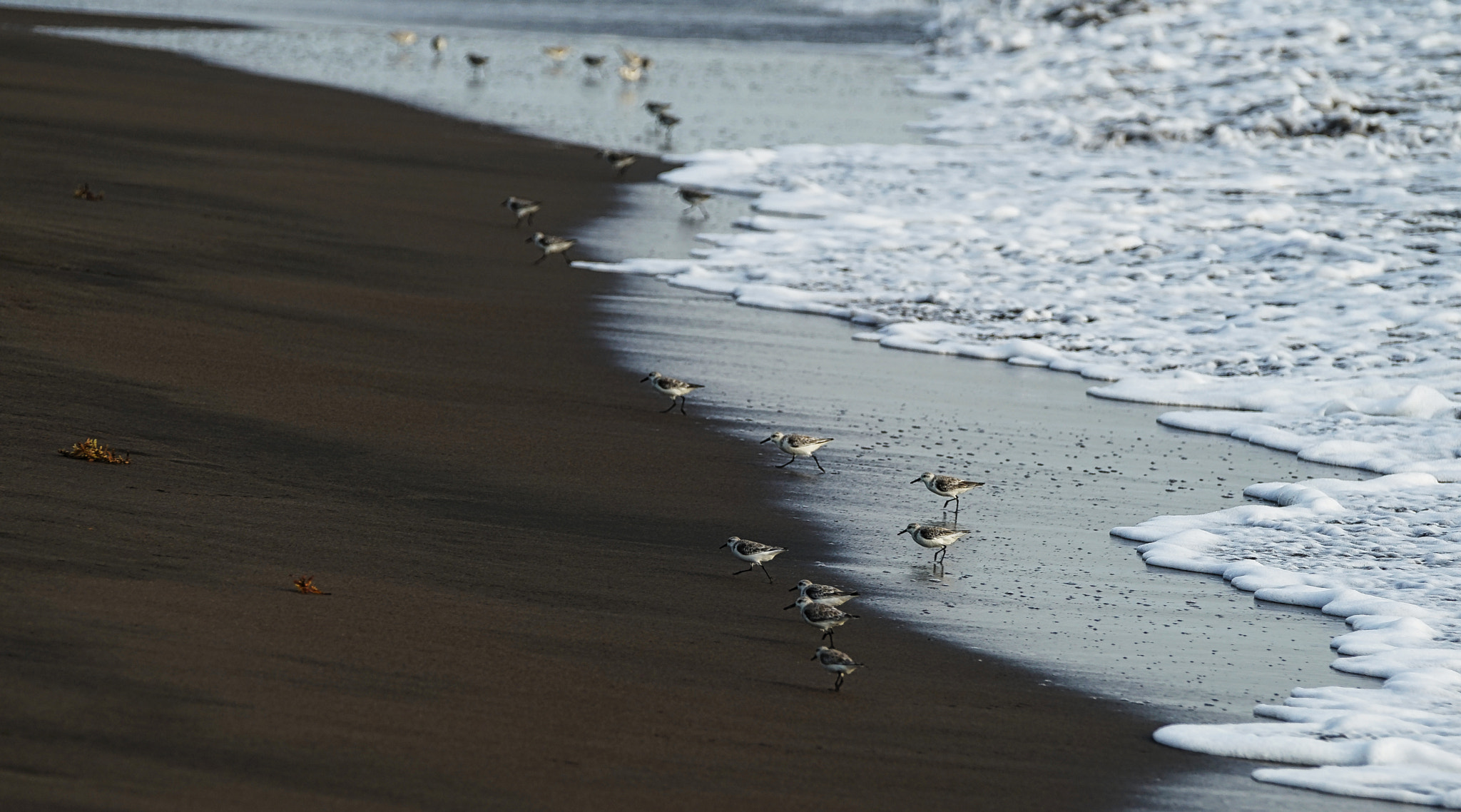 Sony 70-400mm F4-5.6 G SSM II sample photo. Gaviotas almondcorals photography