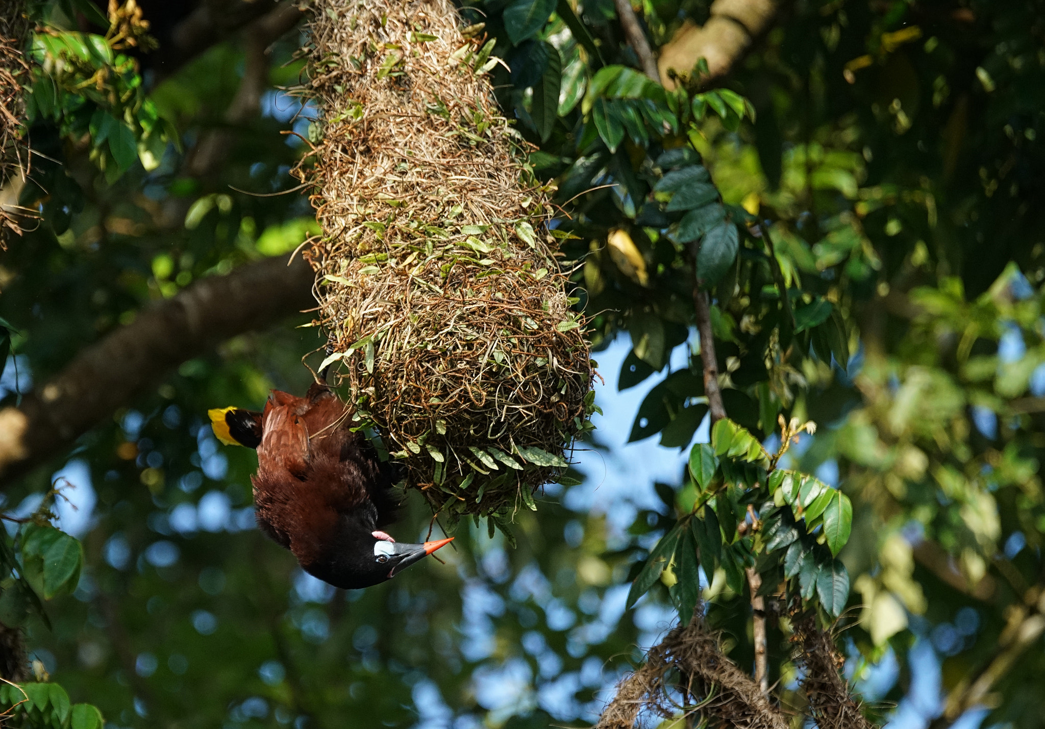 Sony 70-400mm F4-5.6 G SSM II sample photo. Aves birds photography