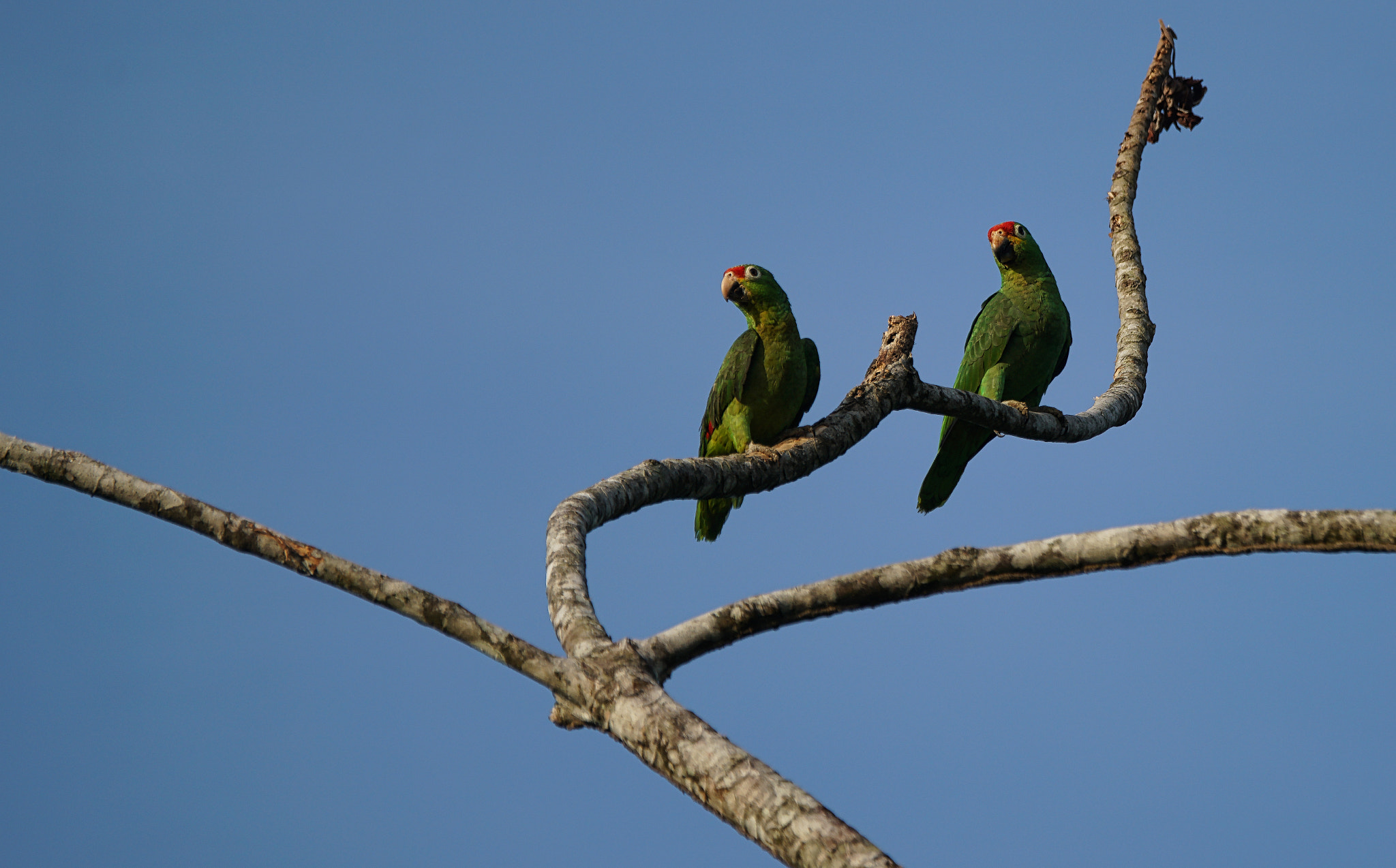 Sony 70-400mm F4-5.6 G SSM II sample photo. Aves birds photography