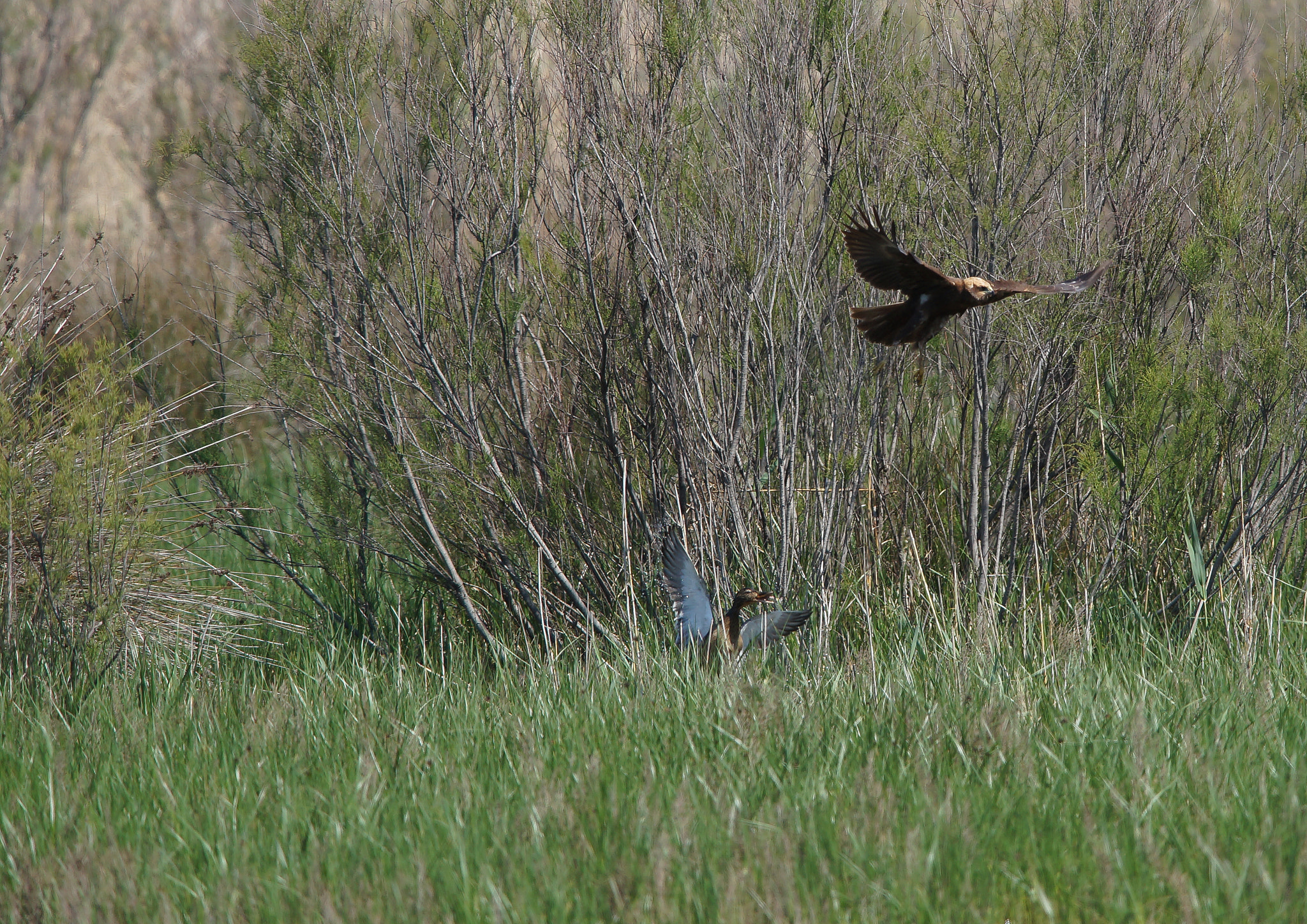 Sony 300mm F2.8 G SSM II sample photo. Aves birds photography