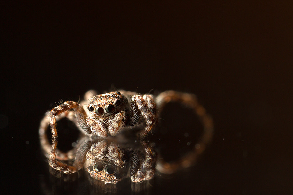 Canon MP-E 65mm F2.5 1-5x Macro Photo sample photo. Springspinne photography