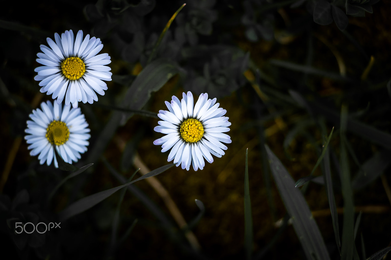 Canon EF-S 18-135mm F3.5-5.6 IS STM sample photo. Flower. photography