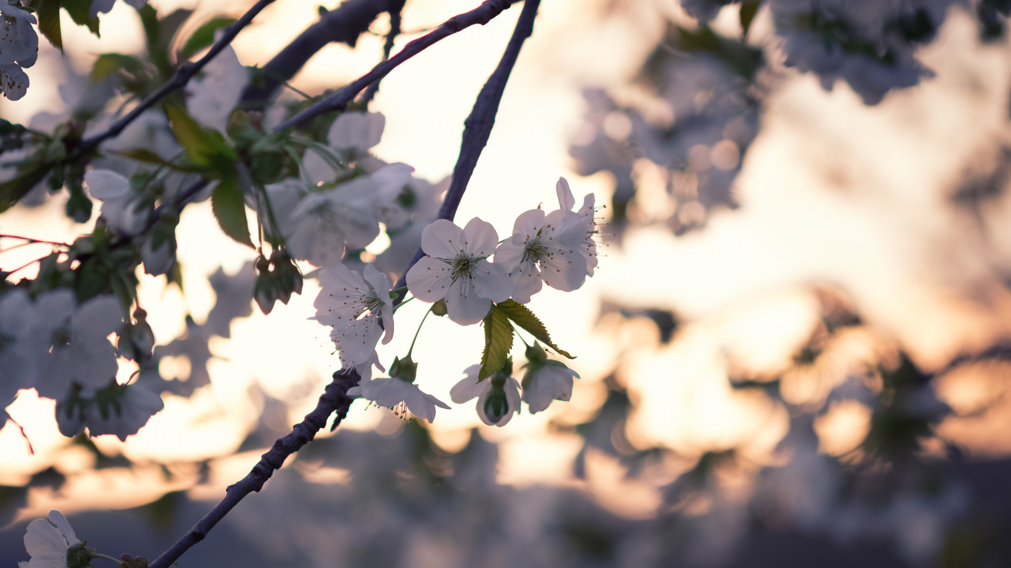 Canon EOS 750D (EOS Rebel T6i / EOS Kiss X8i) + Canon EF 100mm F2.8L Macro IS USM sample photo. Cherry-tree photography