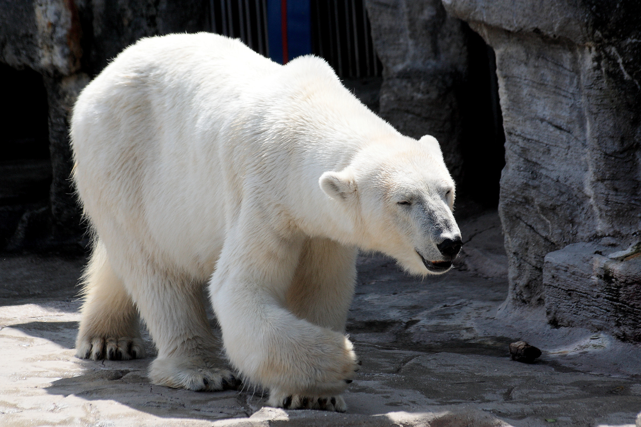 Sigma 70-300mm F4-5.6 APO DG Macro sample photo. Polar bear photography