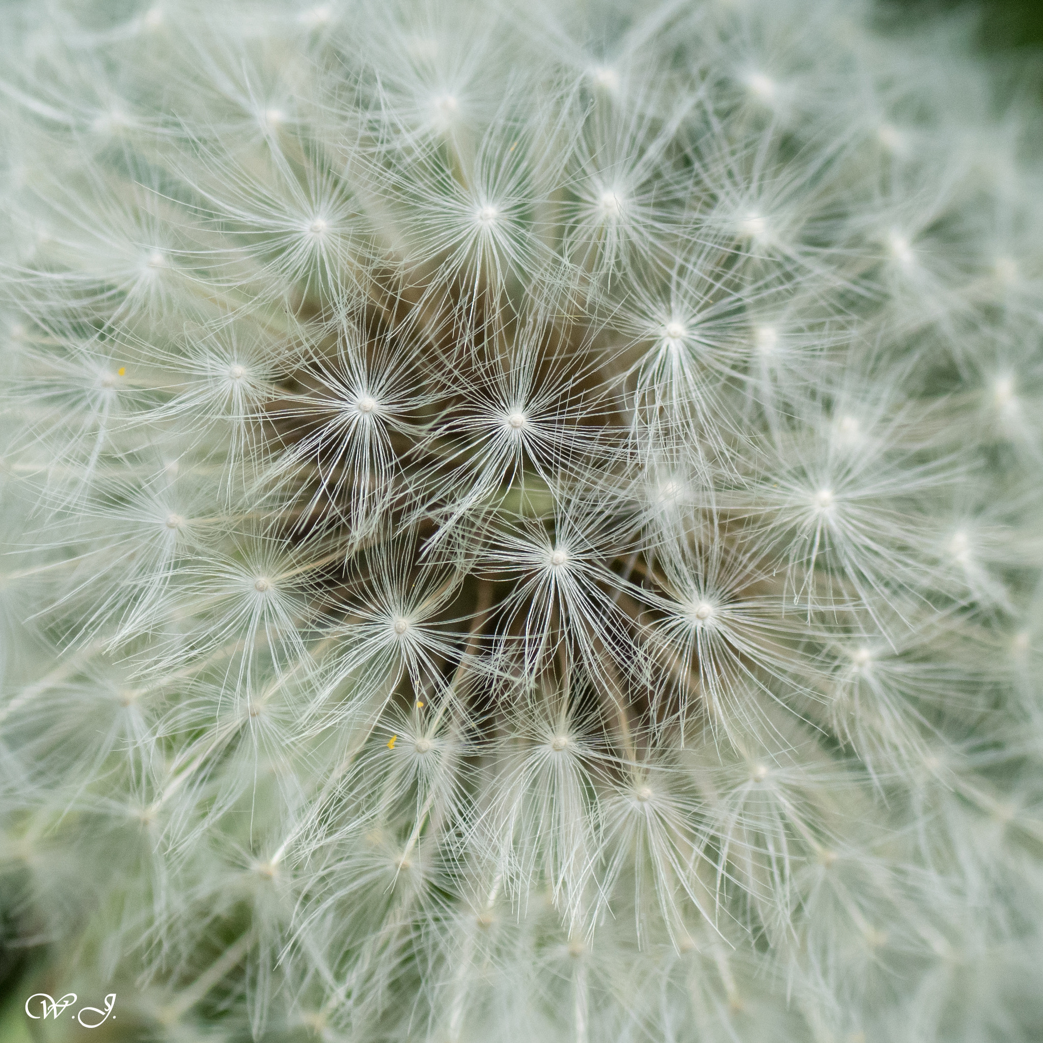 Sony ILCA-77M2 + Tamron SP AF 90mm F2.8 Di Macro sample photo. Array photography