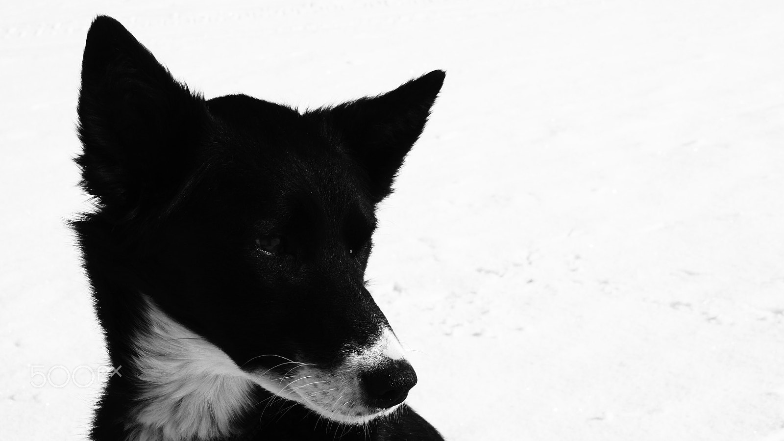 Sony SLT-A35 sample photo. Alaskan husky: baileys photography