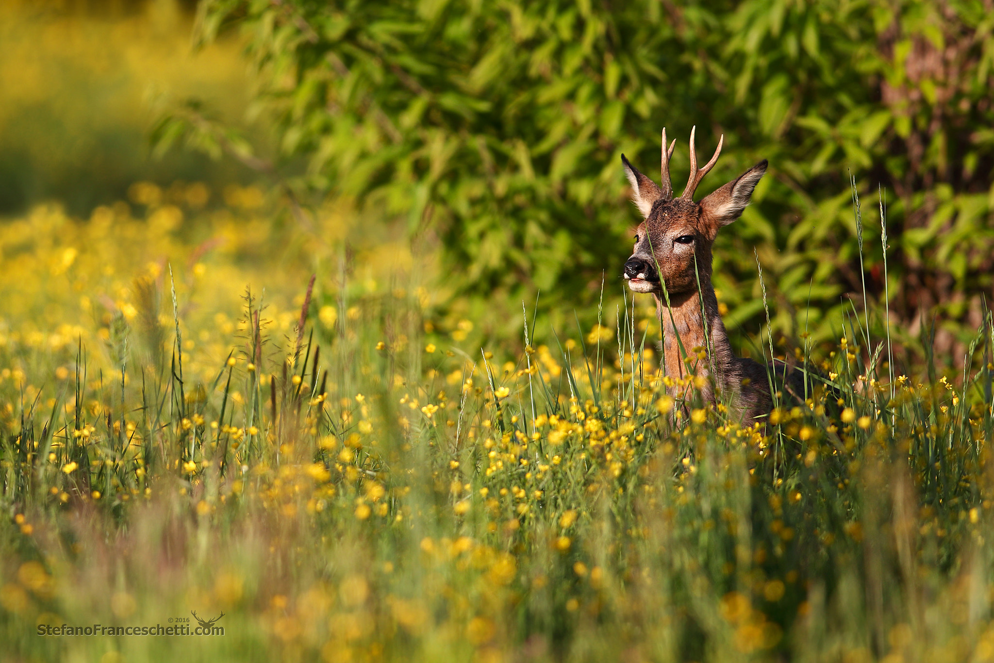 Canon EF 400mm F2.8L IS II USM sample photo. Yellow saturday! photography