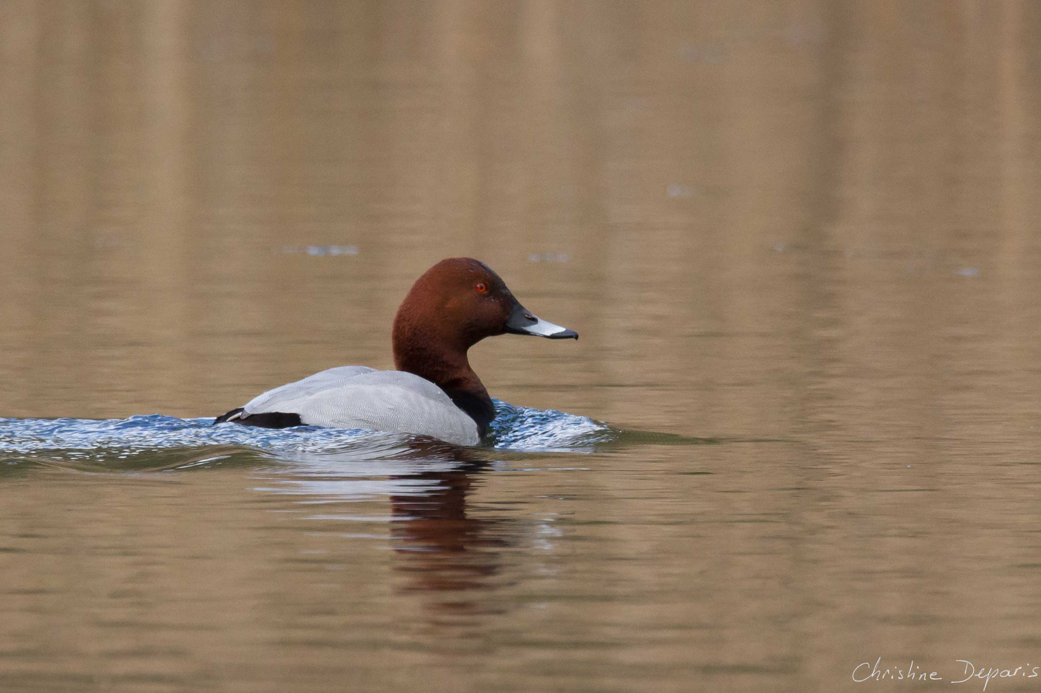 Sigma 150-600mm F5-6.3 DG OS HSM | C sample photo. Common pochard photography
