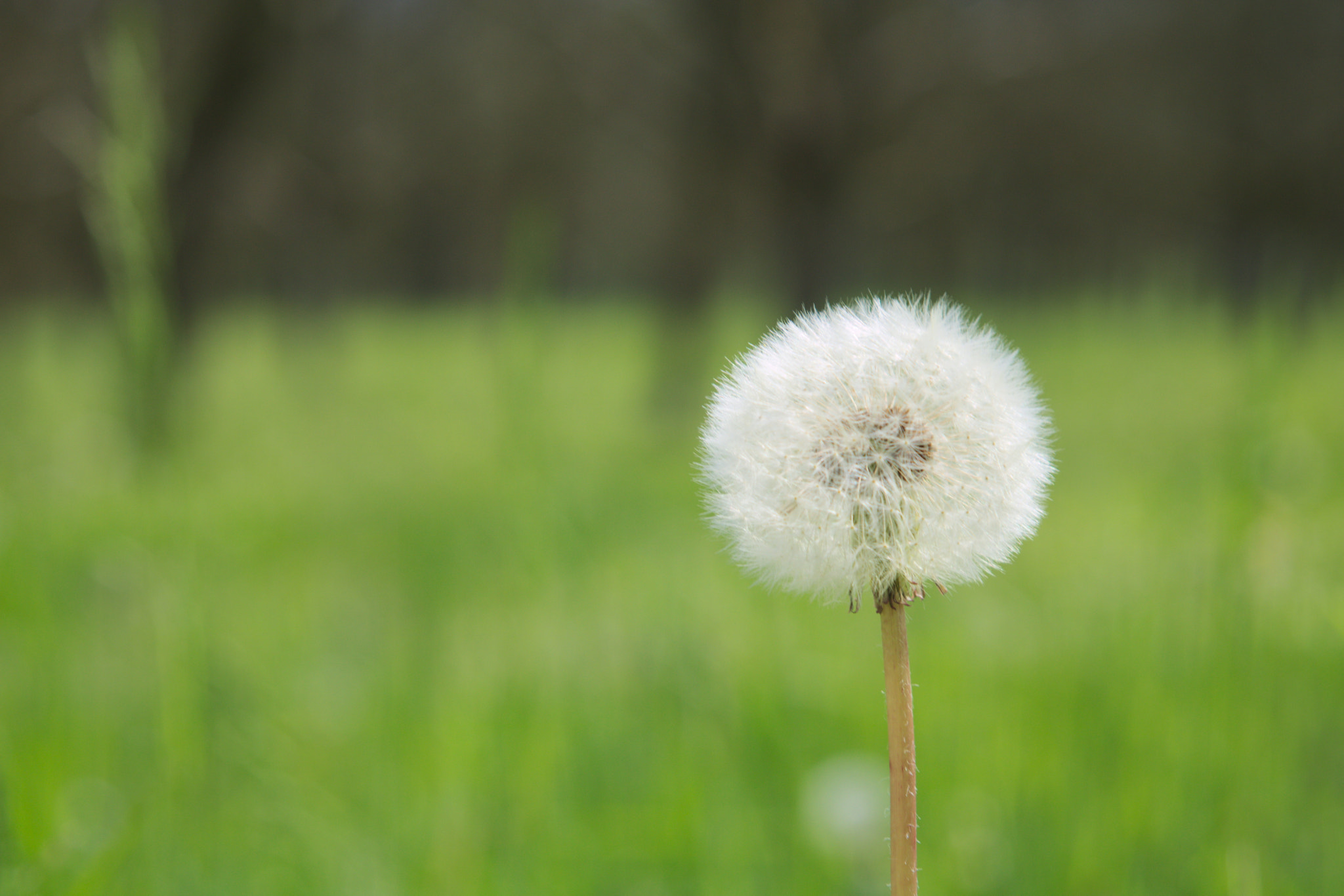 Canon EF 24-85mm F3.5-4.5 USM sample photo. Happy birthday photography