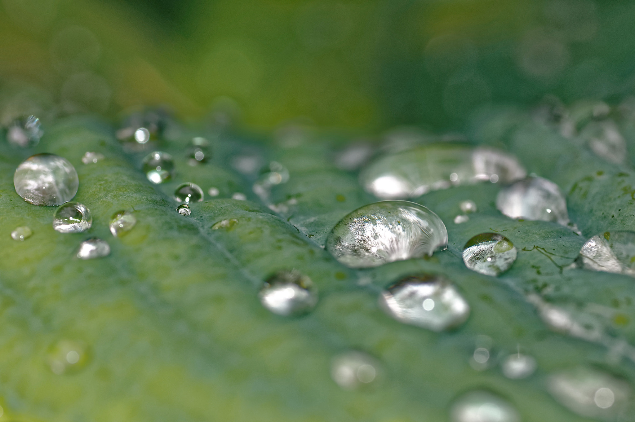 Nikon D50 sample photo. Drops photography