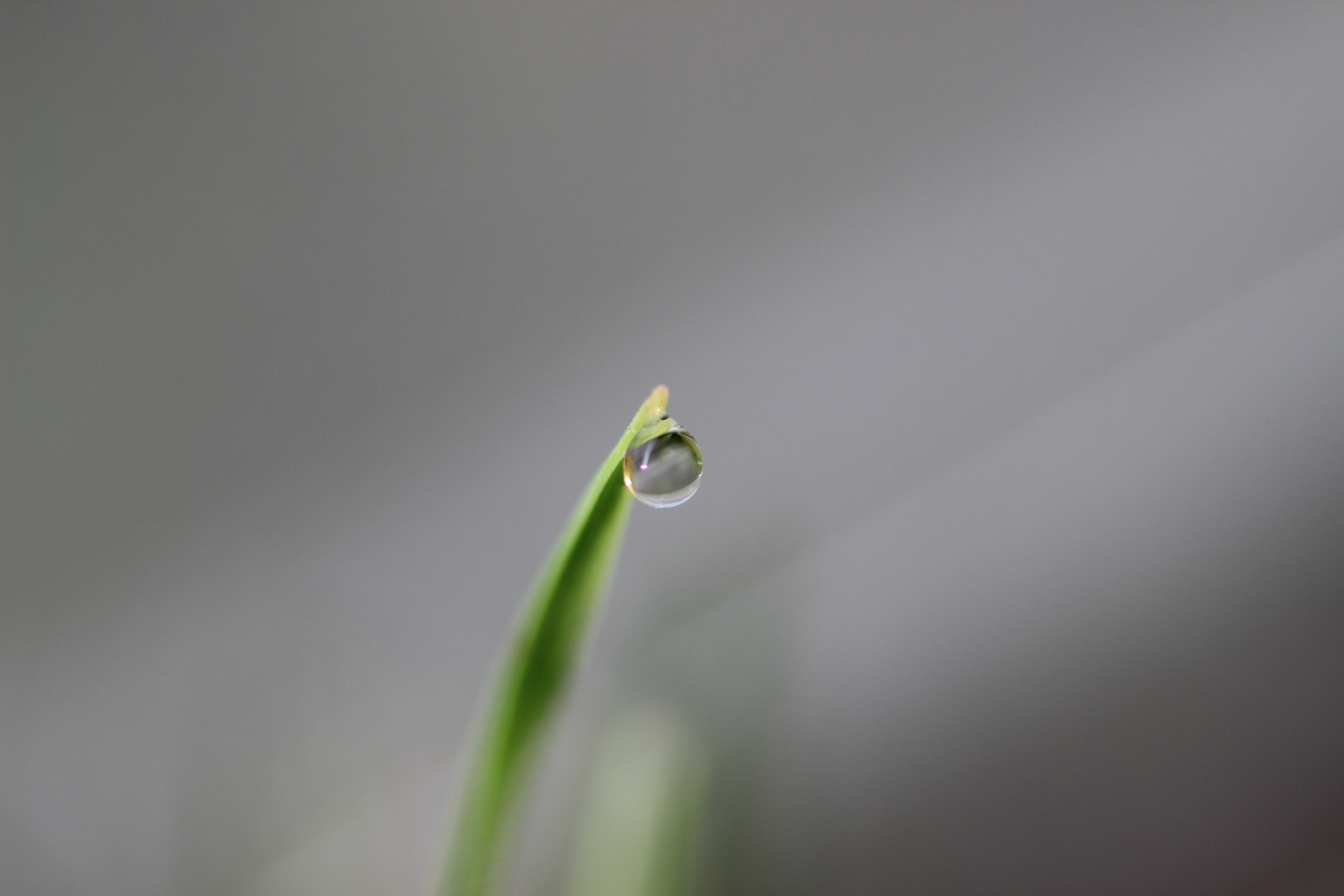 Canon EOS 600D (Rebel EOS T3i / EOS Kiss X5) + Canon EF 35mm F2 sample photo. Morning dew photography