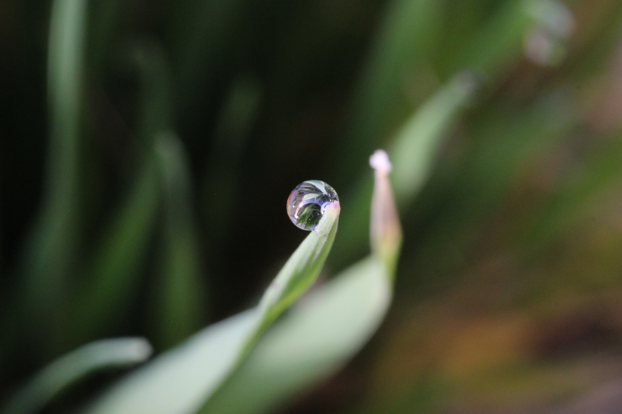 Canon EOS 600D (Rebel EOS T3i / EOS Kiss X5) + Canon EF 35mm F2 sample photo. Morning dew photography