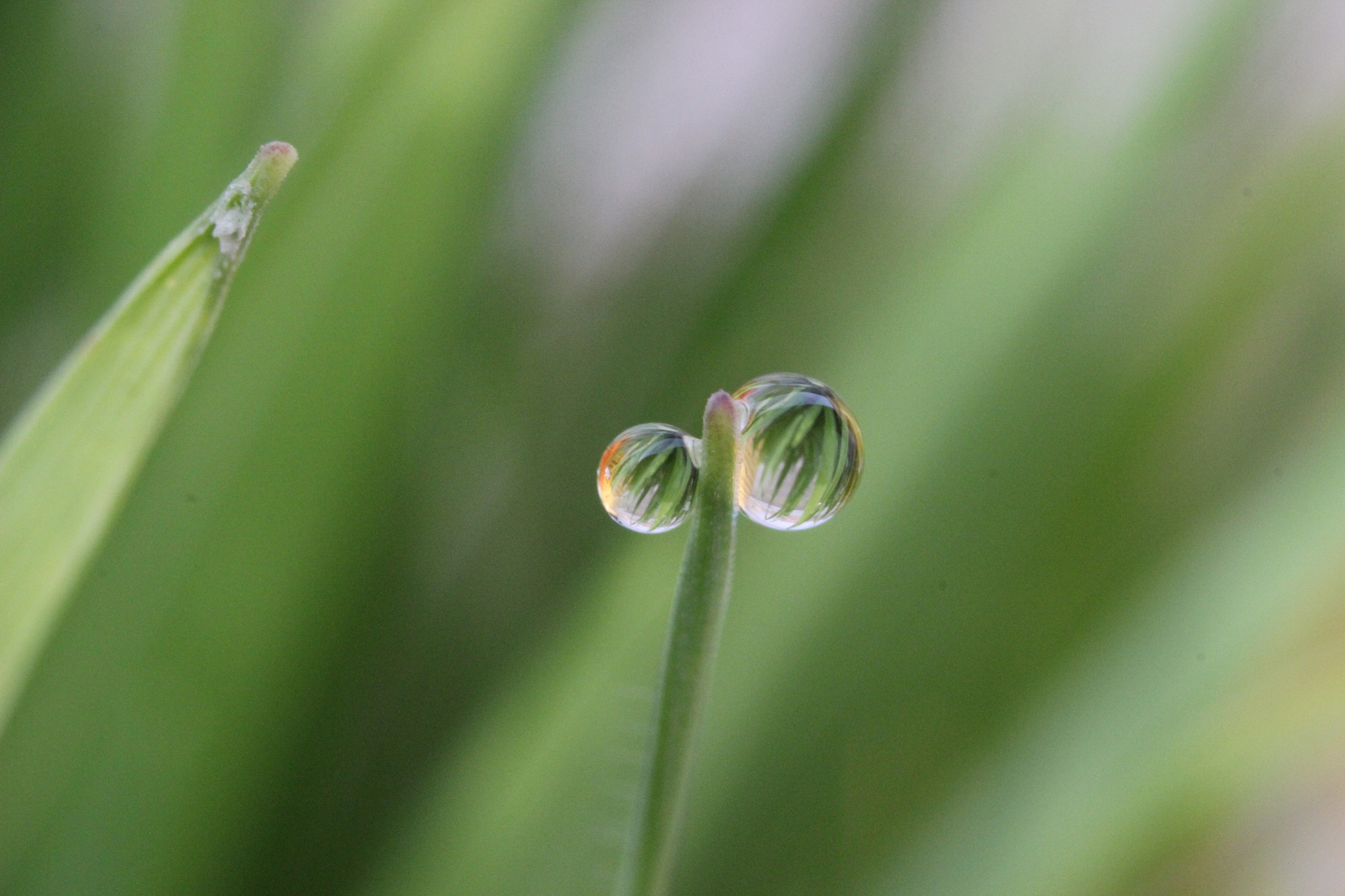 Canon EOS 600D (Rebel EOS T3i / EOS Kiss X5) + Canon EF 35mm F2 sample photo. Morning dew photography