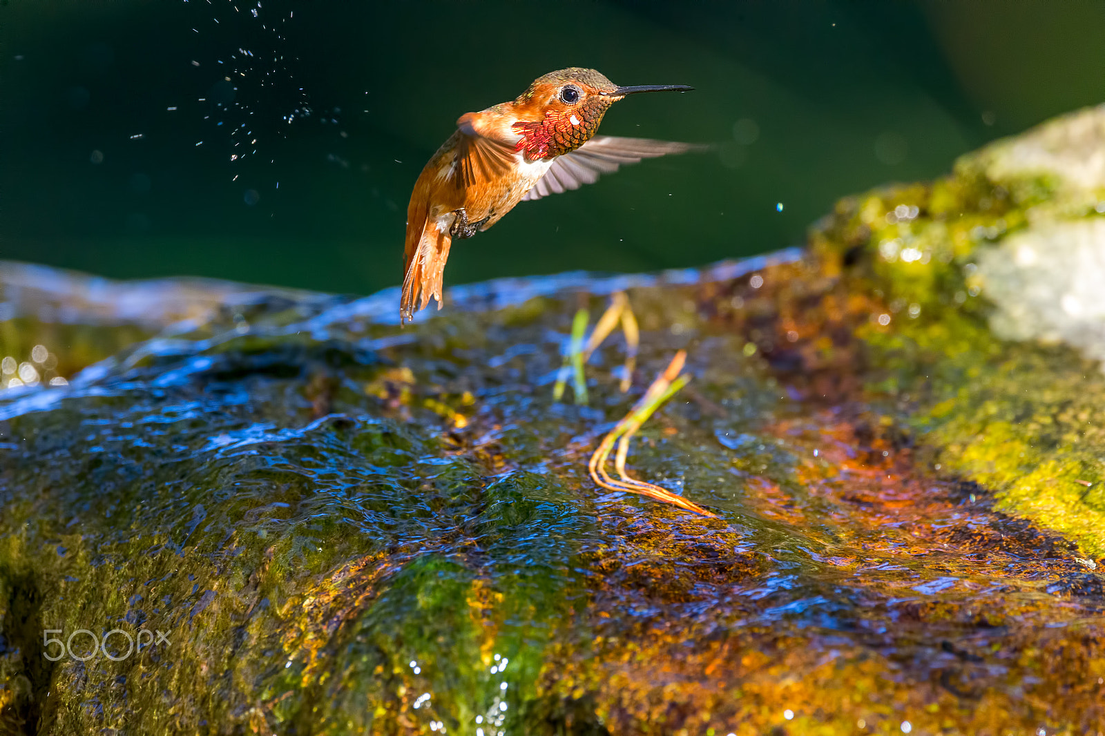 Sigma 150-600mm F5-6.3 DG OS HSM | C sample photo. Hummingbird photography
