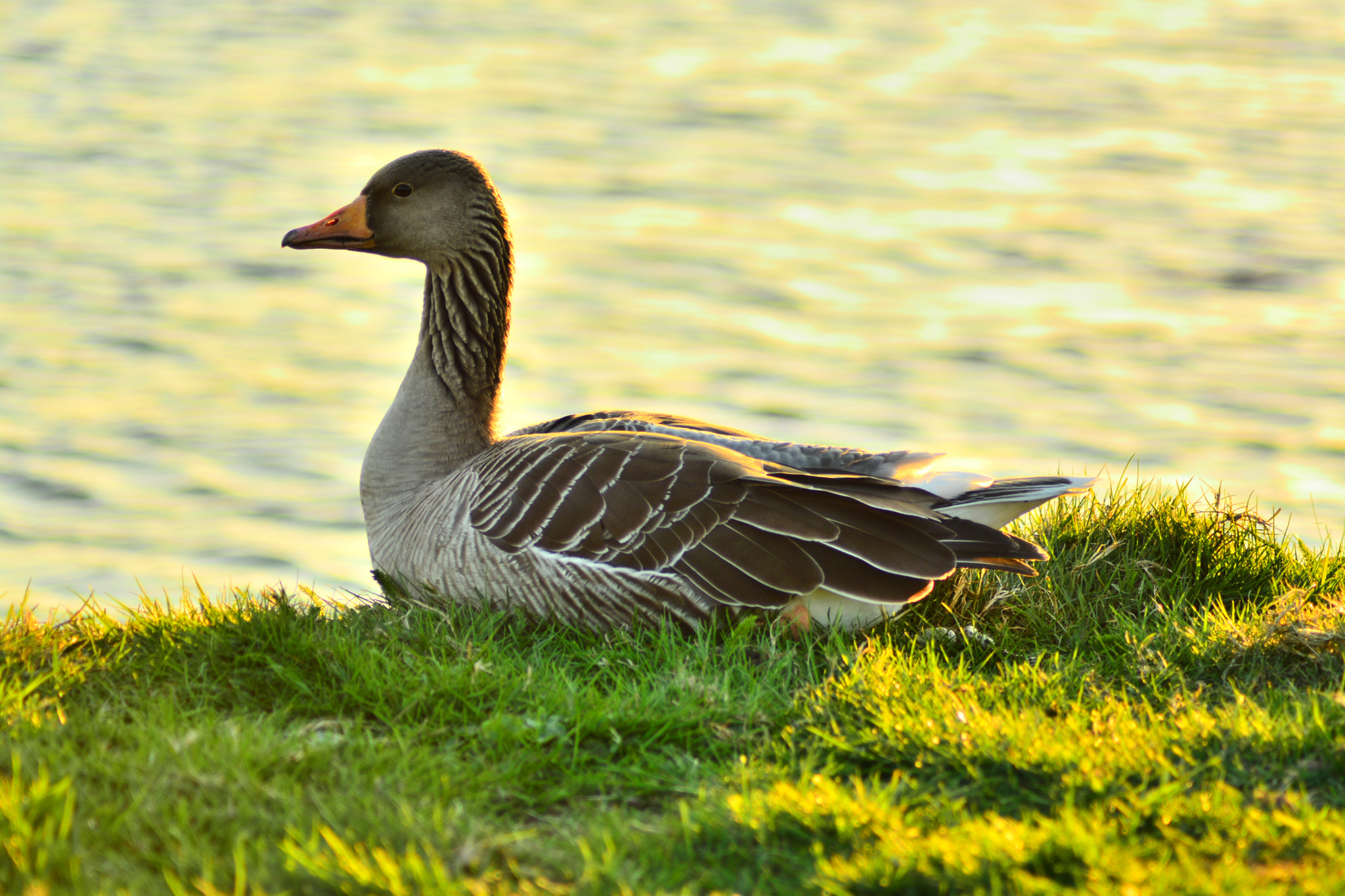 Nikon AF Nikkor 70-300mm F4-5.6G sample photo. Relaxed goose.. photography