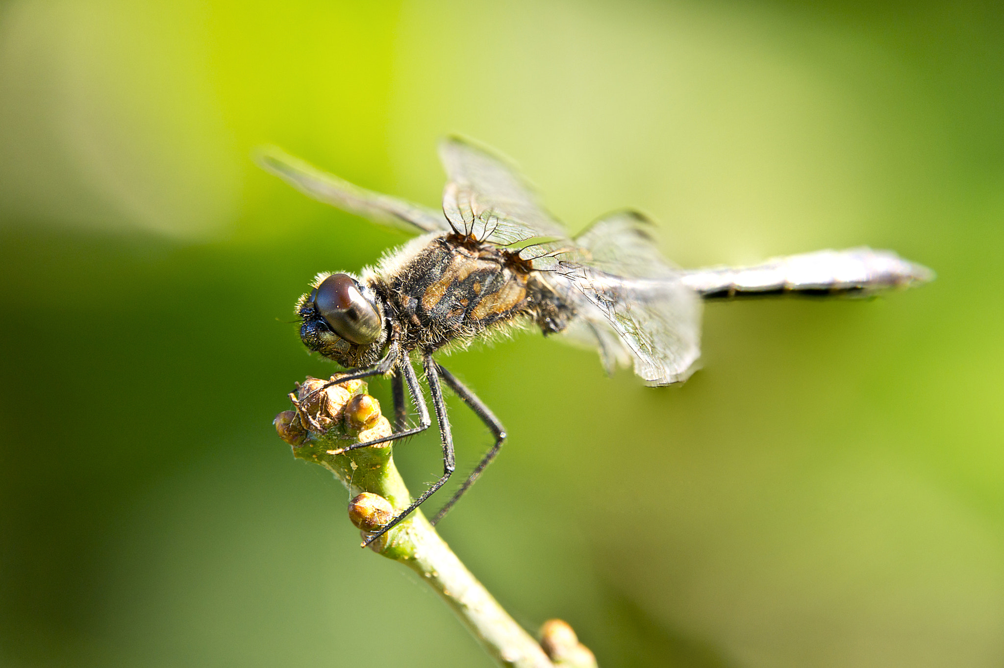 Sony Alpha DSLR-A580 sample photo. Dragon fly photography