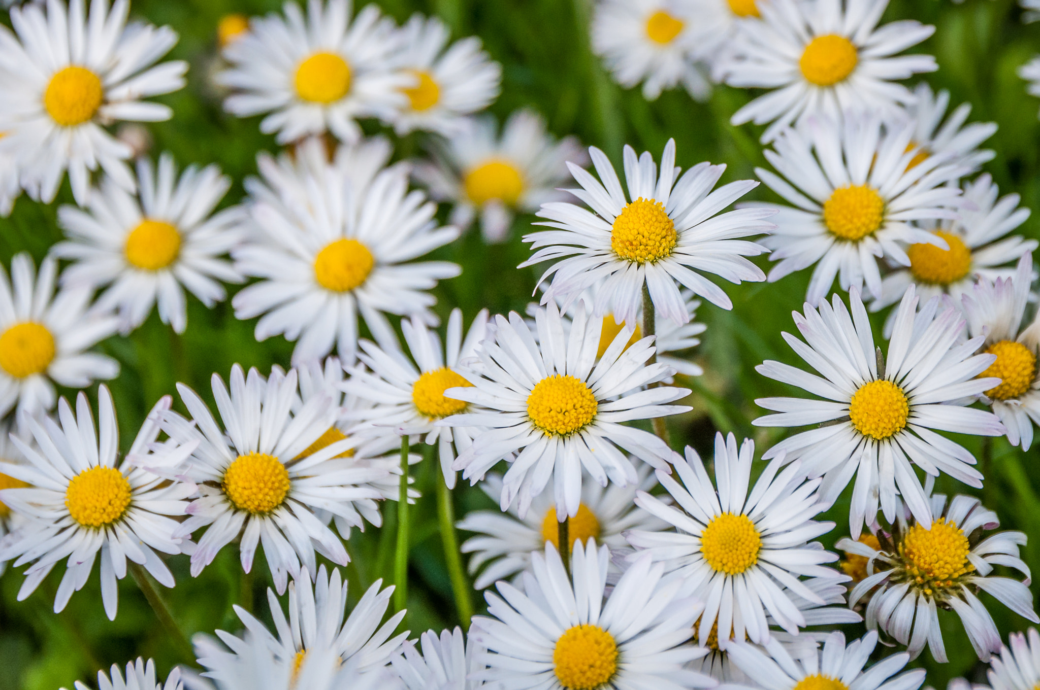 Nikon D90 + Sigma 17-70mm F2.8-4 DC Macro OS HSM | C sample photo. Gänseblümchen photography