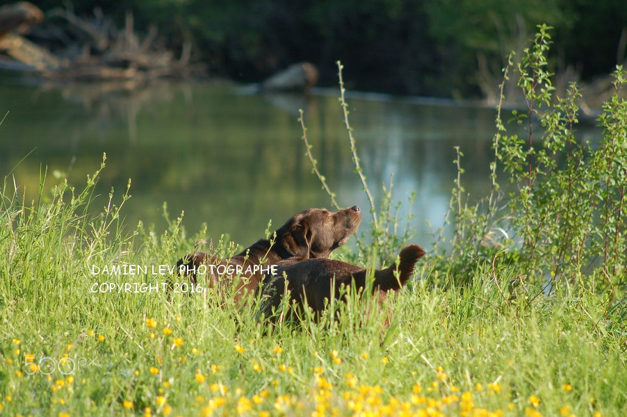 AF Nikkor 70-210mm f/4-5.6 sample photo. Book of 2016 avril photography
