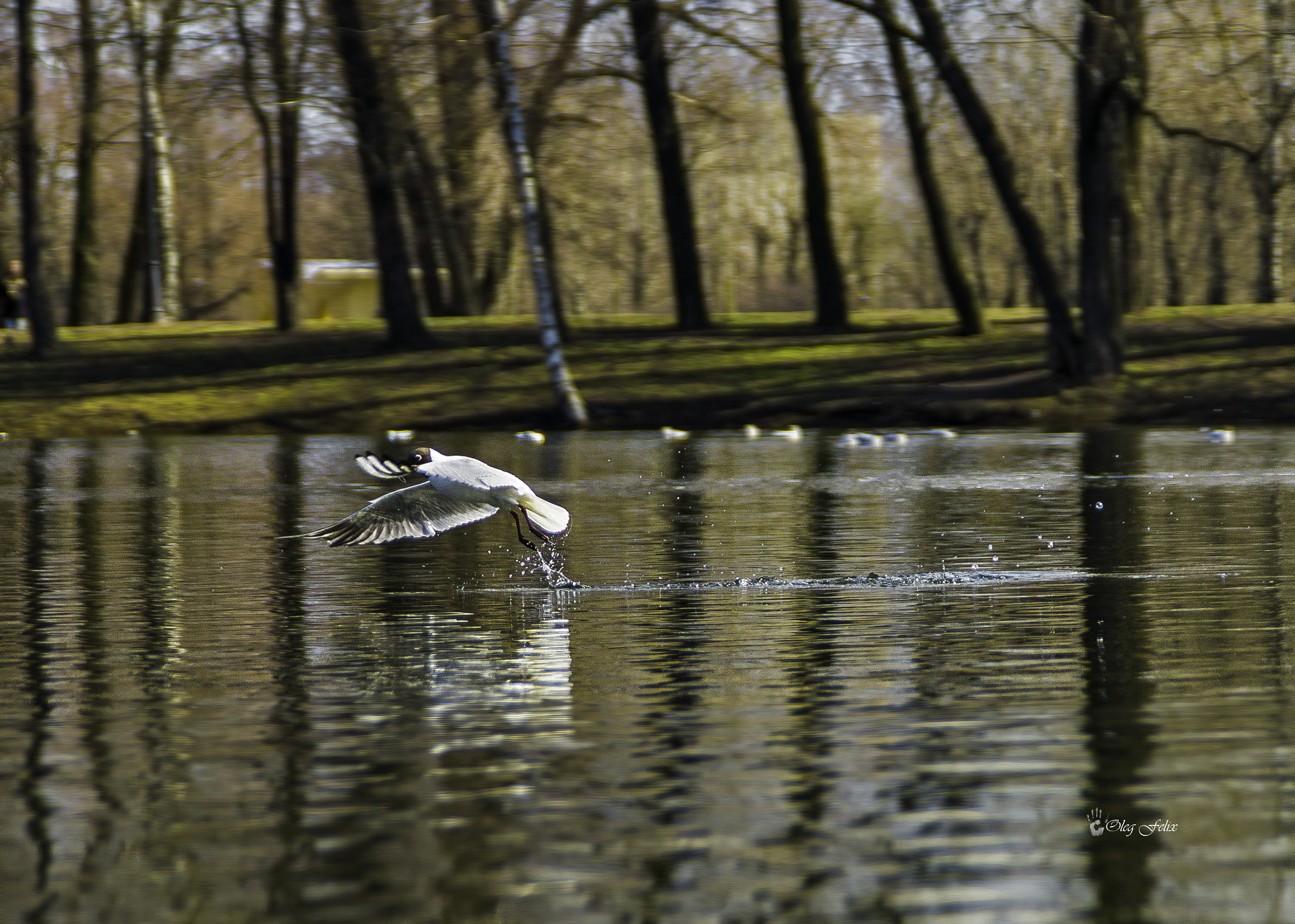 Sony SLT-A37 sample photo. The water start. photography