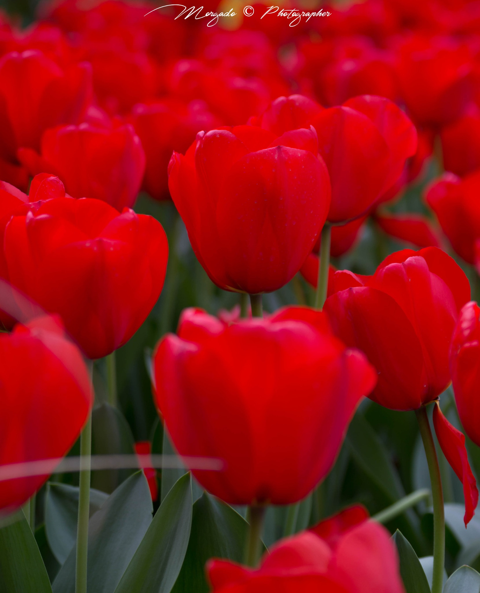 Tamron SP 35mm F1.8 Di VC USD sample photo. Tulips photography