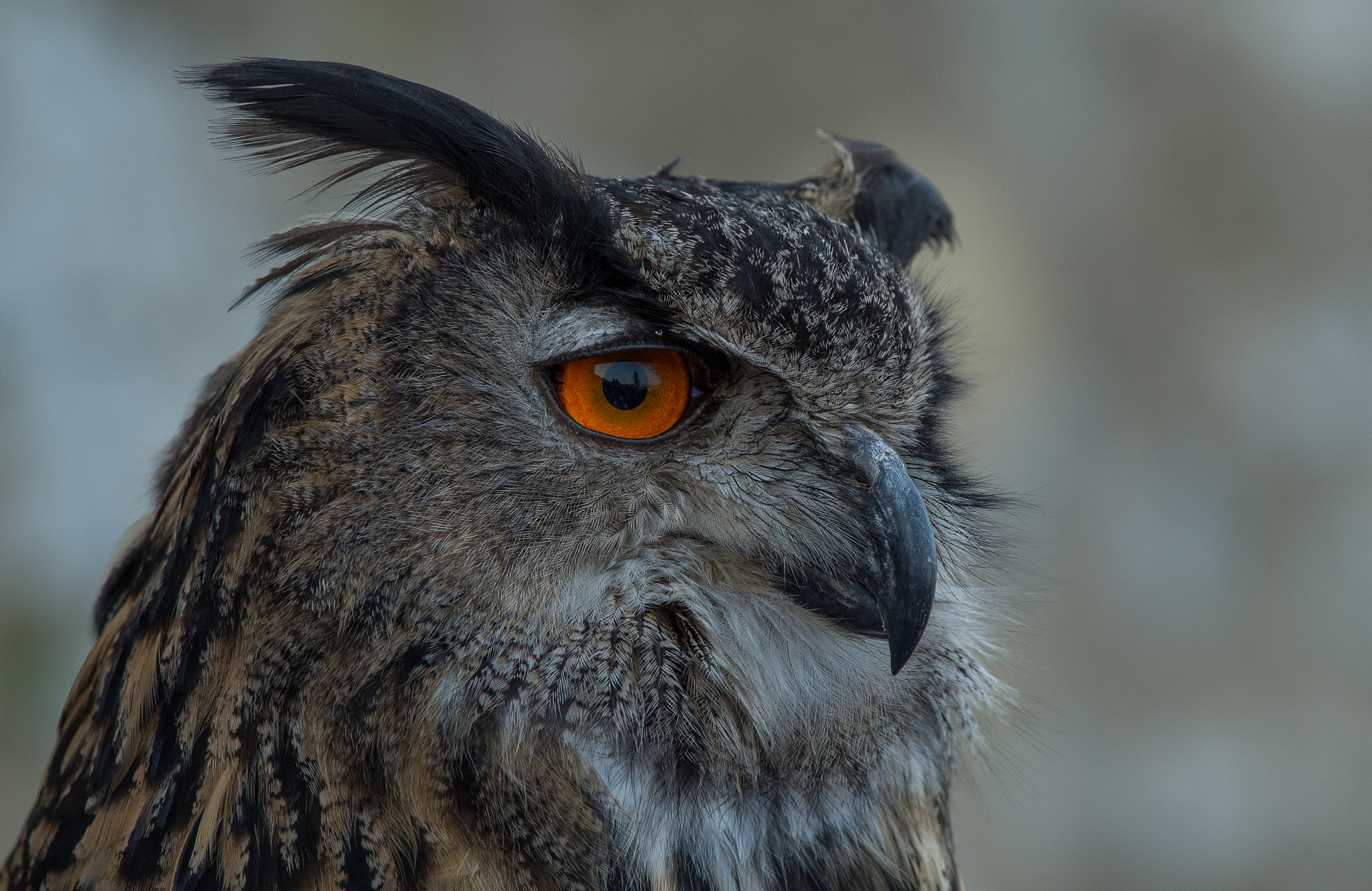 Nikon Df sample photo. Eurasian eagle-owl, uhu photography