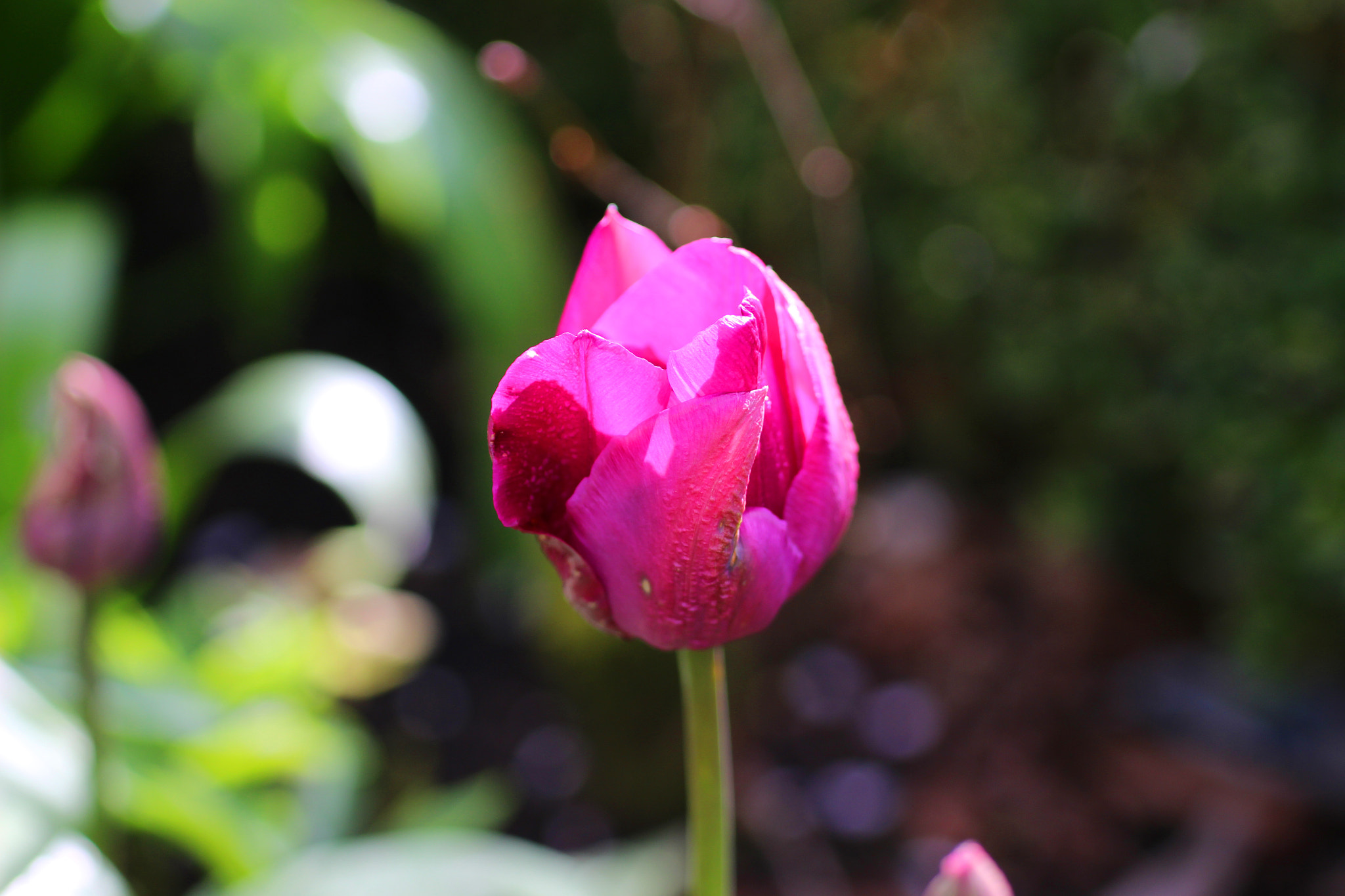 Canon EOS 100D (EOS Rebel SL1 / EOS Kiss X7) + Sigma 50mm f/2.8 EX sample photo. It's spring! photography