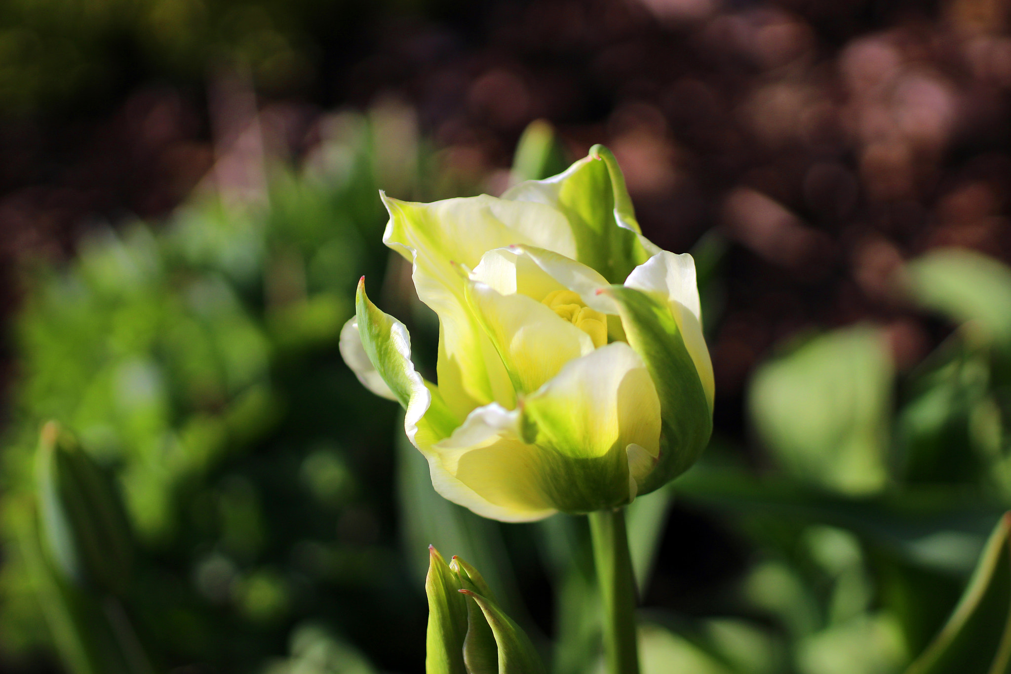 Canon EOS 100D (EOS Rebel SL1 / EOS Kiss X7) + Sigma 50mm f/2.8 EX sample photo. Another spring beauty photography