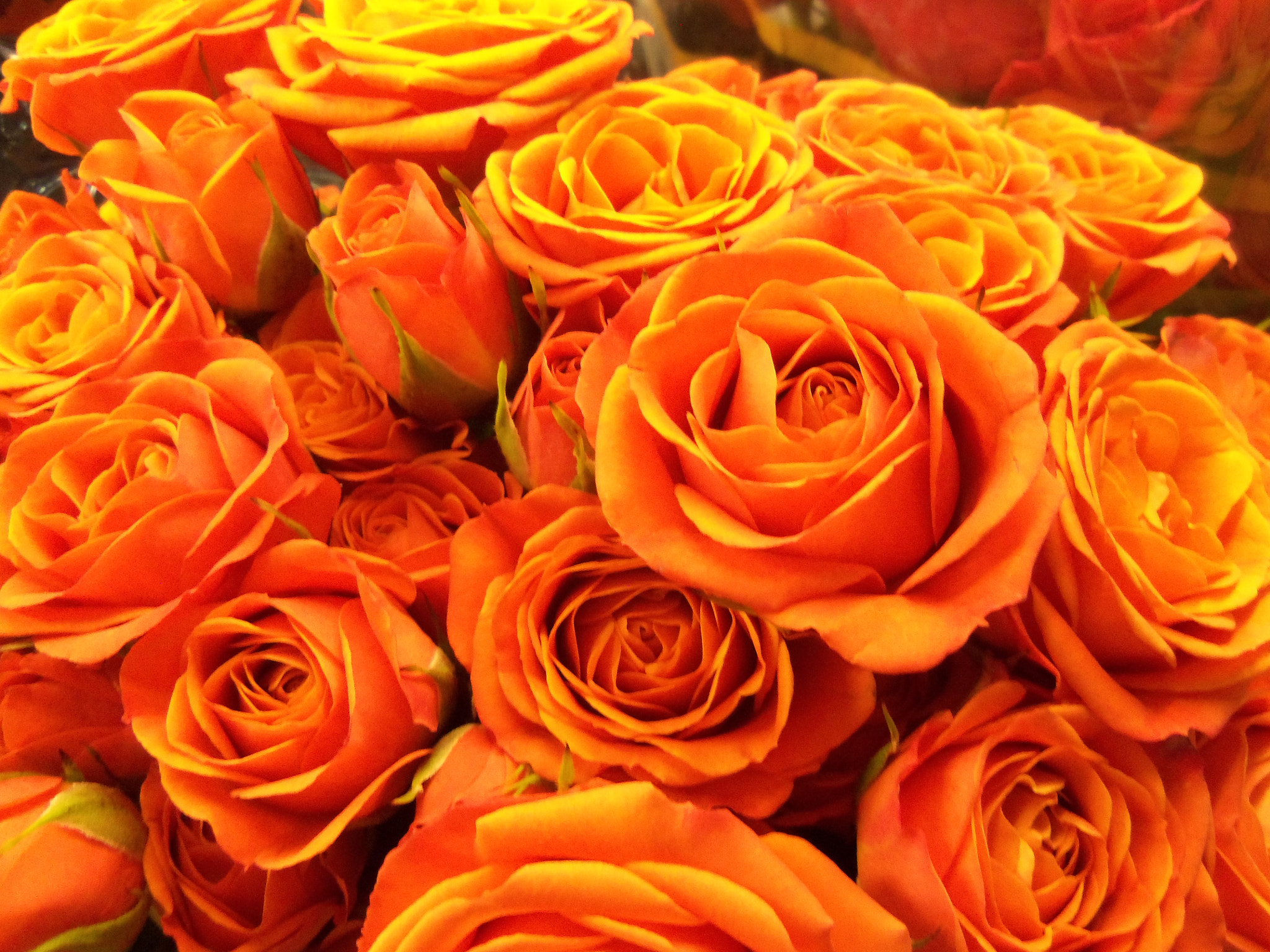 Kodak EASYSHARE CAMERA, M552 sample photo. Roses photography