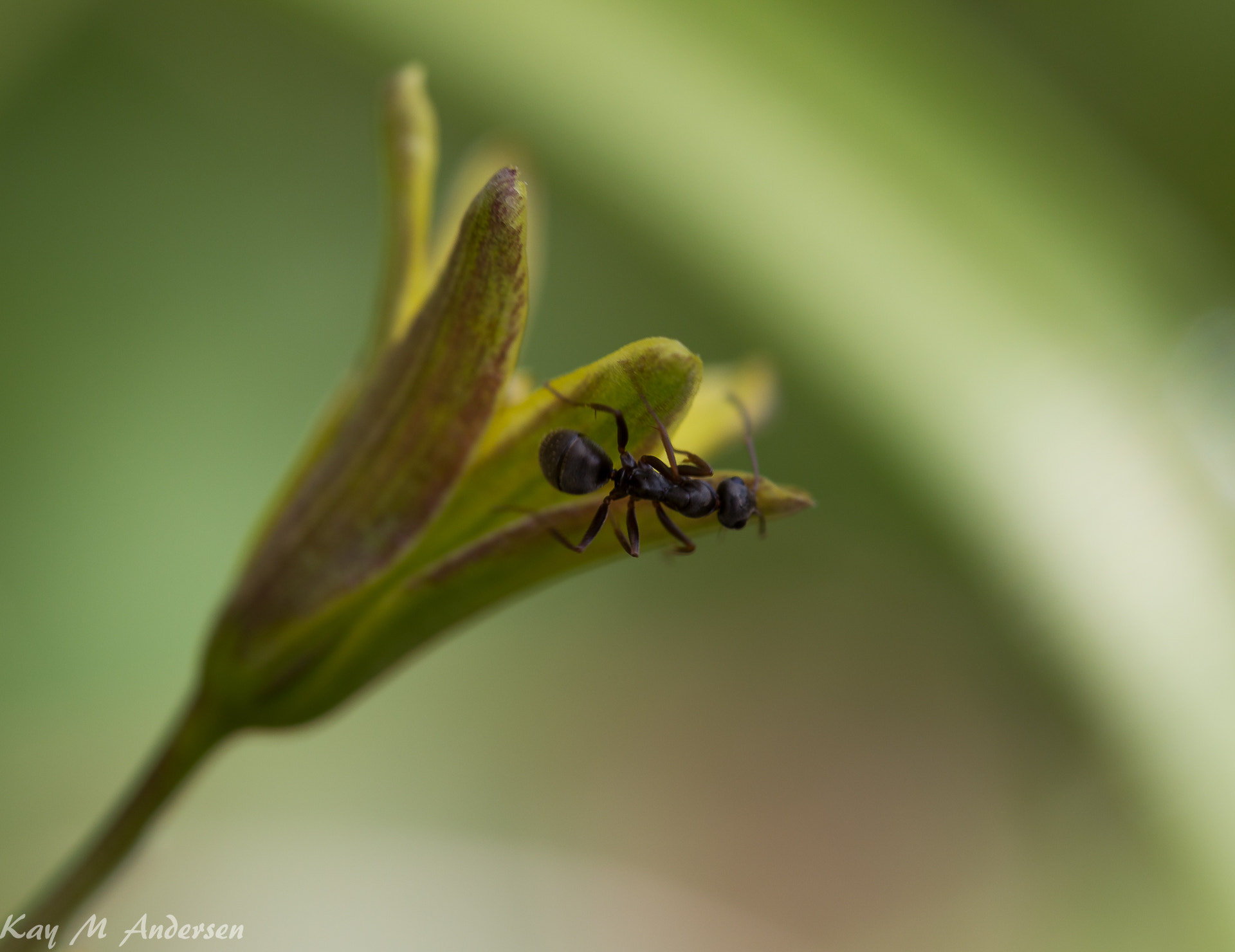 Sigma APO Macro 180mm F2.8 EX DG OS HSM sample photo. Ant's plant photography