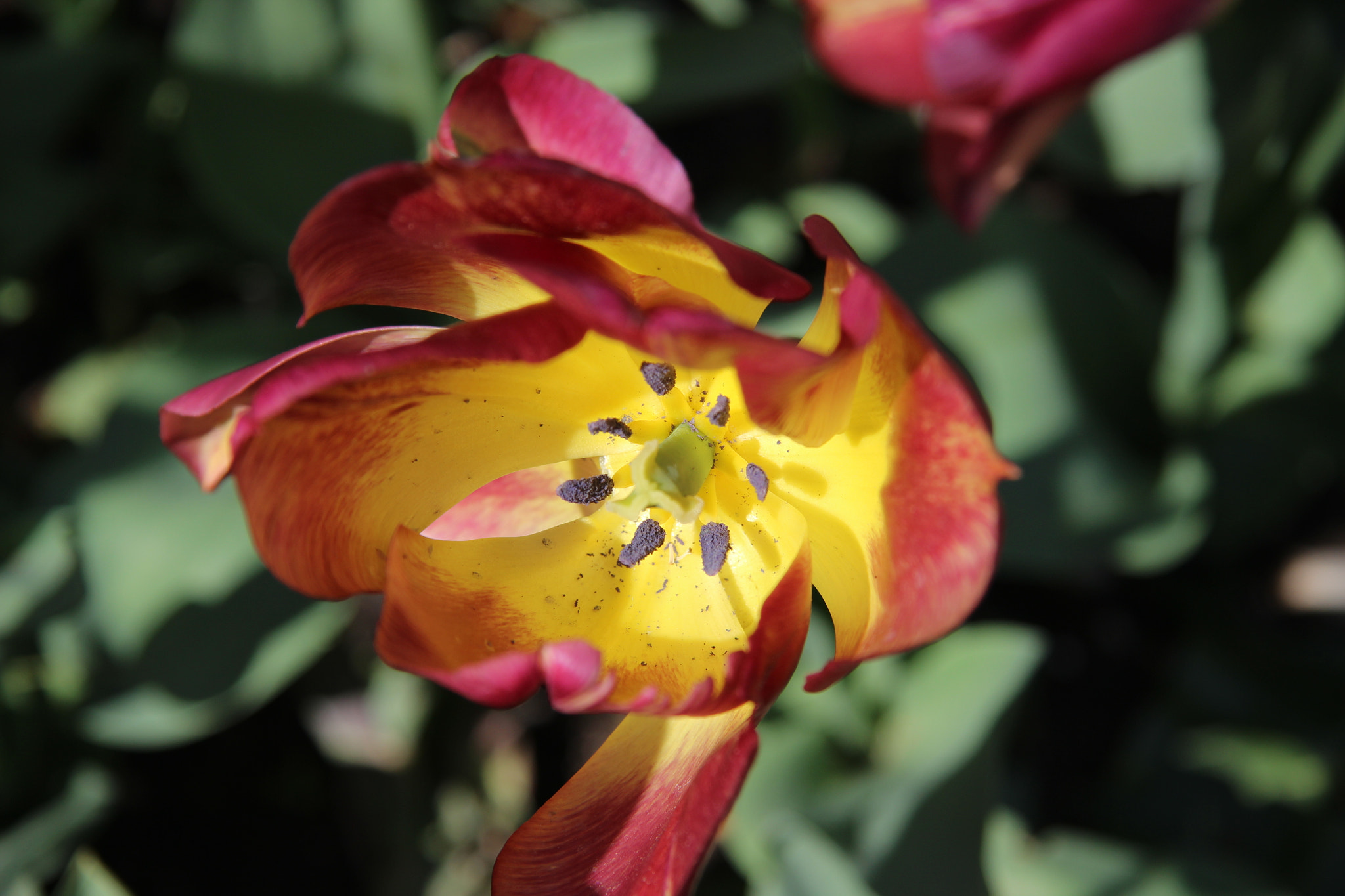 Canon EF-S 17-85mm F4-5.6 IS USM sample photo. Tulip photography