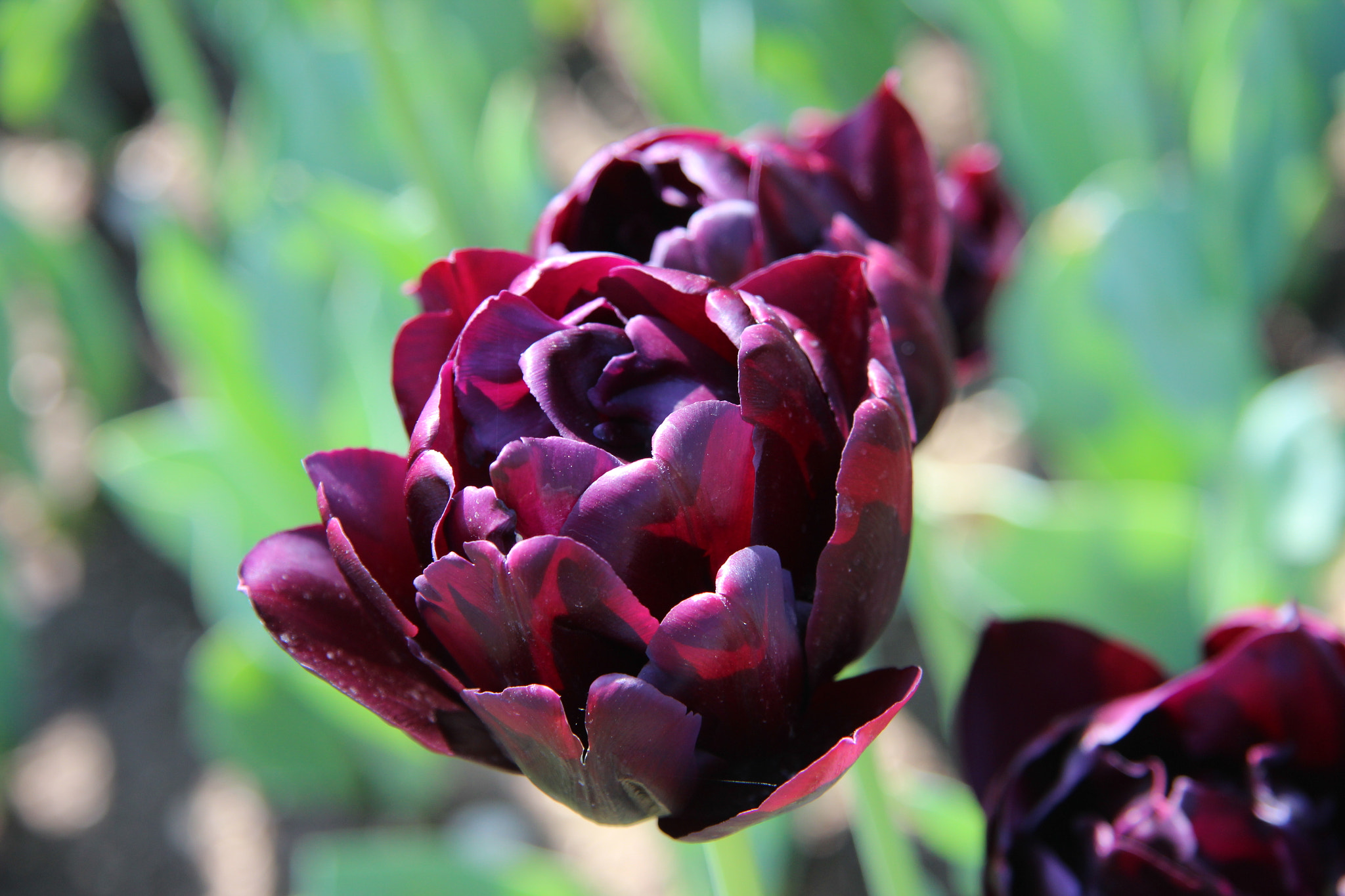 Canon EF-S 17-85mm F4-5.6 IS USM sample photo. Tulip photography